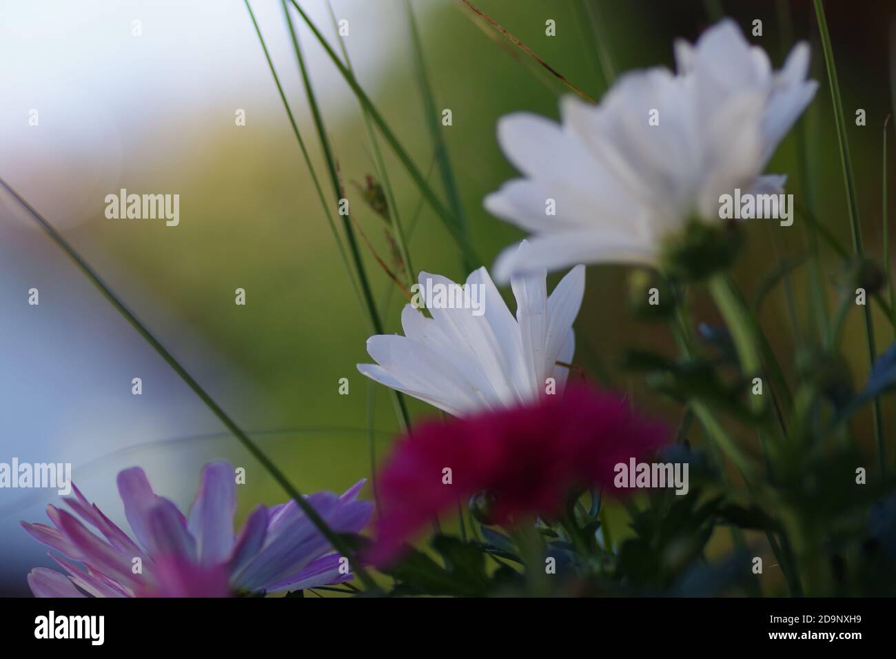 Un cliché sélectif de fleurs de camomille blanche dans le champ Banque D'Images