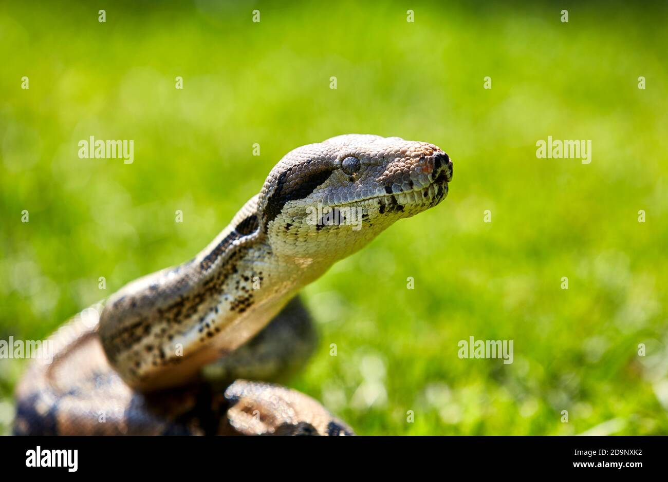Gros plan de la tête du boa constricteur non venimeux serpent dans l'herbe Banque D'Images