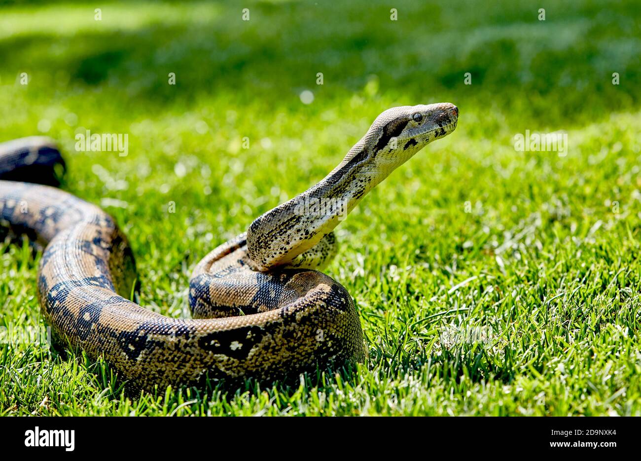 Gros plan de la tête du boa constricteur non venimeux serpent dans l'herbe Banque D'Images