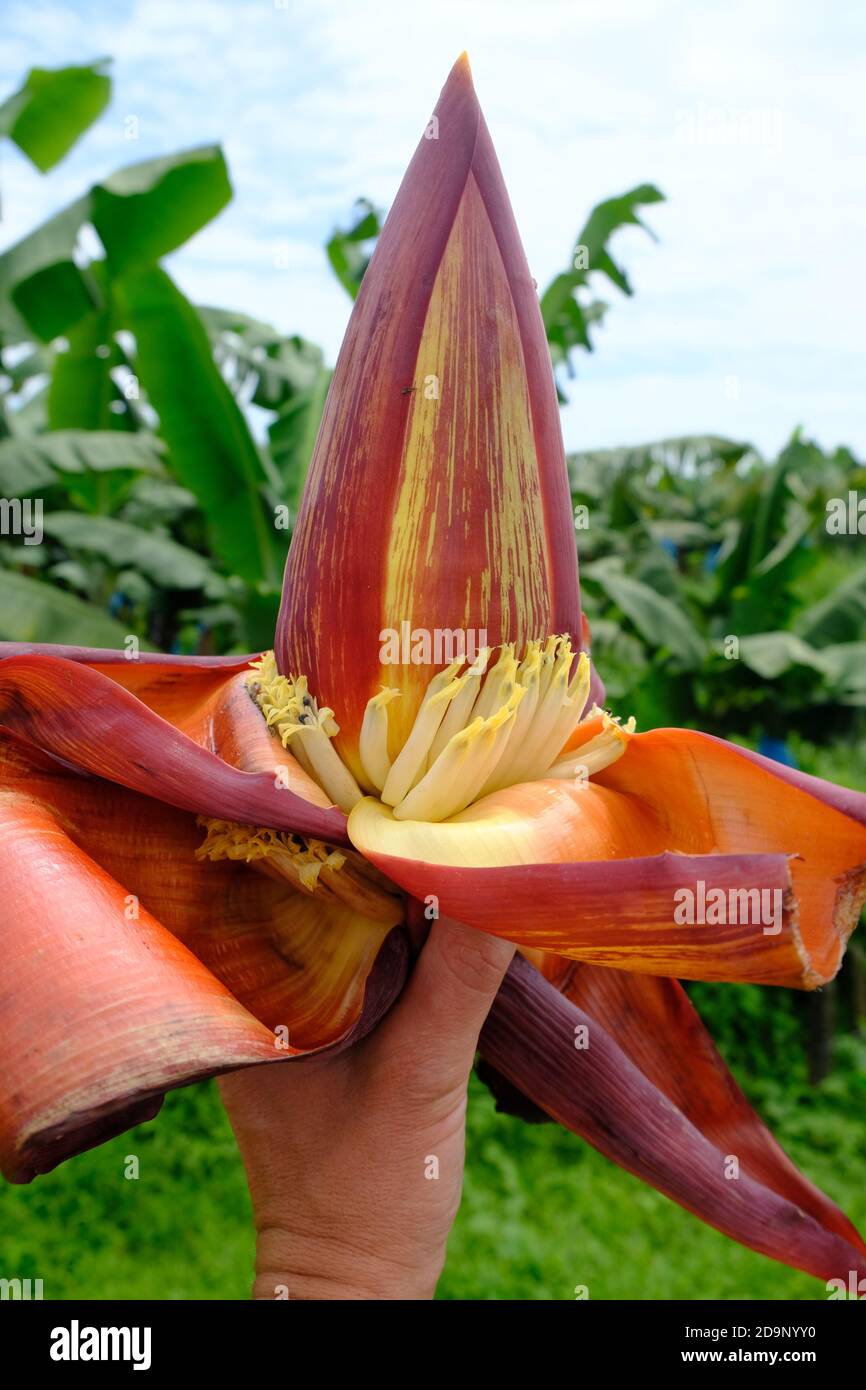 Volcan Arenal Costa Rica et la Fortuna - Banana Flower Ou fleurs de Banana ou coeurs de Banana Banque D'Images