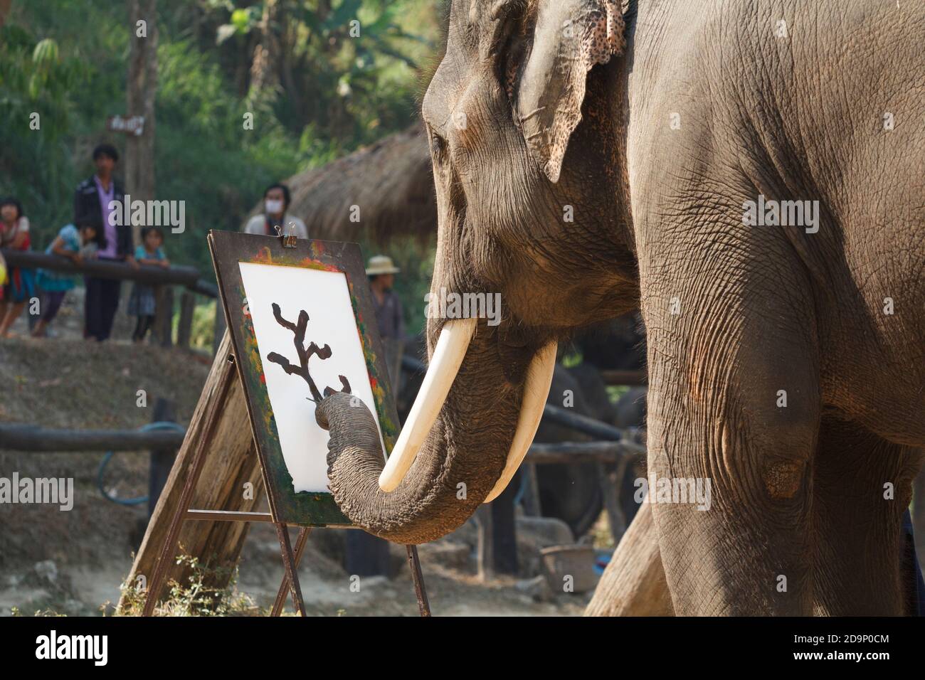 CHIANG MAI, THAÏLANDE - Mars 13: 15e Journée nationale annuelle de l'éléphant thaïlandais , peinture d'exposition d'éléphant sur papier au camp d'éléphant de maesa , 13 mars 2014 à Chi Banque D'Images CHIANG MAI, THAÏLANDE - Mars 13: 15e Journée nationale annuelle de l'éléphant thaïlandais , peinture d'exposition d'éléphant sur papier au camp d'éléphant de maesa , 13 mars 2014 à Chi Banque D'Images