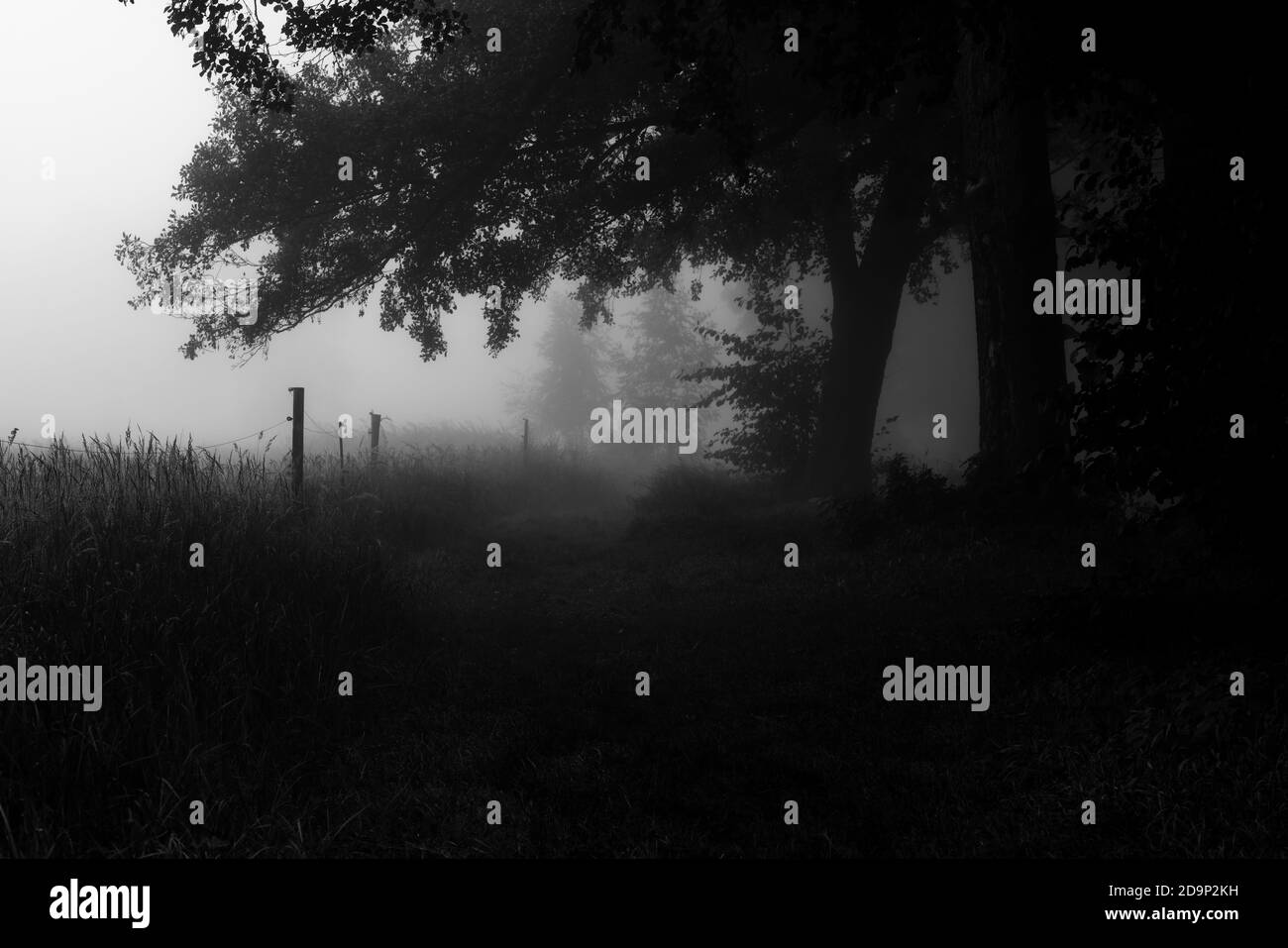 Brouillard tôt le matin sur une piste cyclable en automne, netteté sélective, netteté au premier plan, noir/blanc, Banque D'Images
