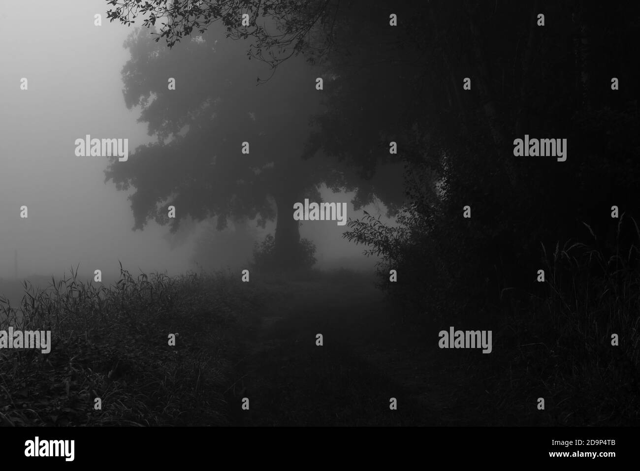 Brouillard épais en début de matinée en automne sur un sentier agricole avec un chêne en arrière-plan, netteté sélective, netteté au premier plan, noir/blanc Banque D'Images