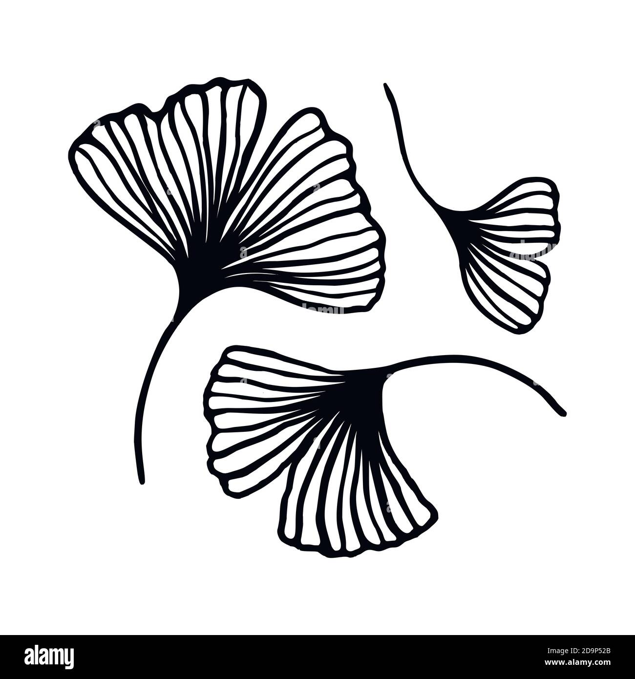 Ensemble de lignes de contour dessinées à la main par la feuille de Ginkgo biloba. L'art Vector Floral dans un style minimaliste tendance. Pour la conception de logos, invitations, affiches, poste Illustration de Vecteur