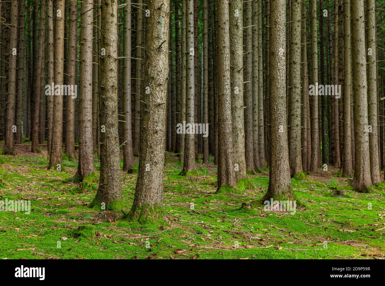 Troncs de sapins en forêt de conifères avec plancher forestier Banque D'Images