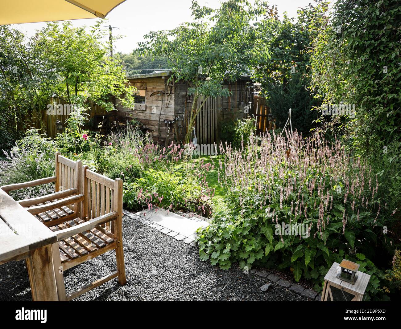 Jardin aux insectes avec des algues noueuses Banque D'Images