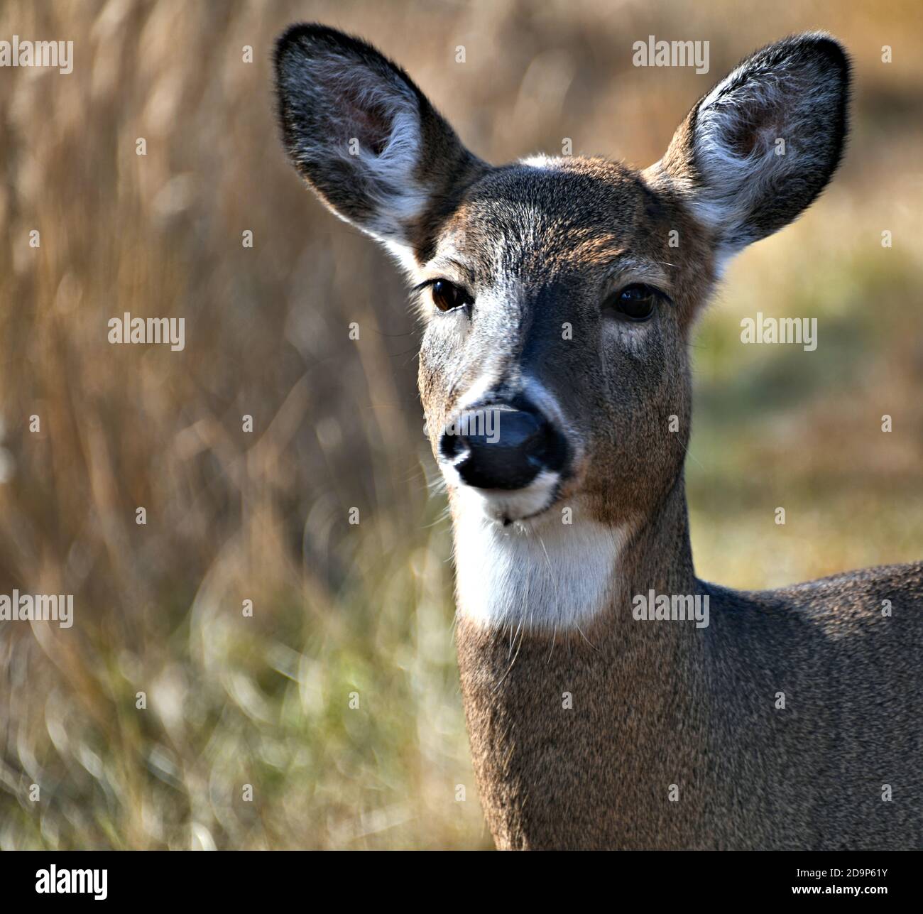 Portrait de cerfs sauvages vivant dans la région de Mission Marsh à Thunder Bay, Ontario, Canada. Banque D'Images