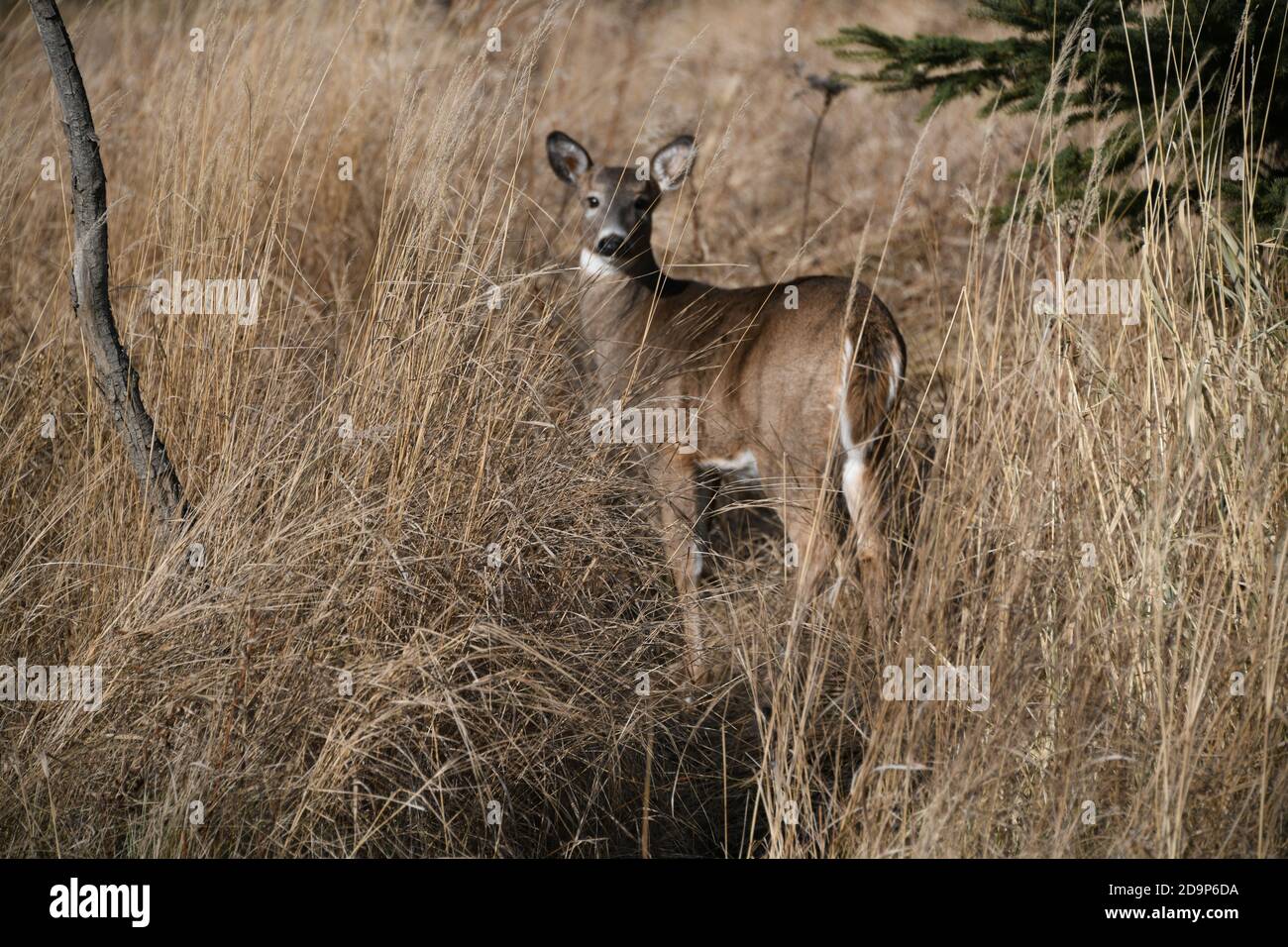 Cerf sauvage vivant dans la région de Mission Marsh à Thunder Bay, Ontario, Canada. Banque D'Images