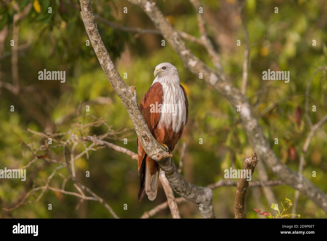 Brahminy Kite adulte perchée au sommet d'une branche nue d'un mangrove lors d'une journée d'hiver dans le parc national de Sundarban, Bengale occidental, Inde Banque D'Images