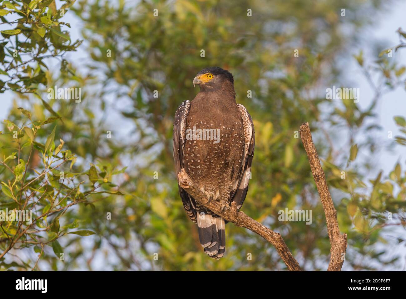 Aigle à tête de serpent à crête pour adultes assis et baignant de soleil dans la perche ouverte du parc national de Sundarban, Bengale-Occidental, Inde Banque D'Images