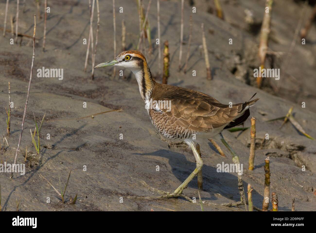 jacana immature à queue de faisan marchant sur le méplat lors de la condition de marée basse au parc national de Sundarban, Bengale-Occidental, Inde Banque D'Images