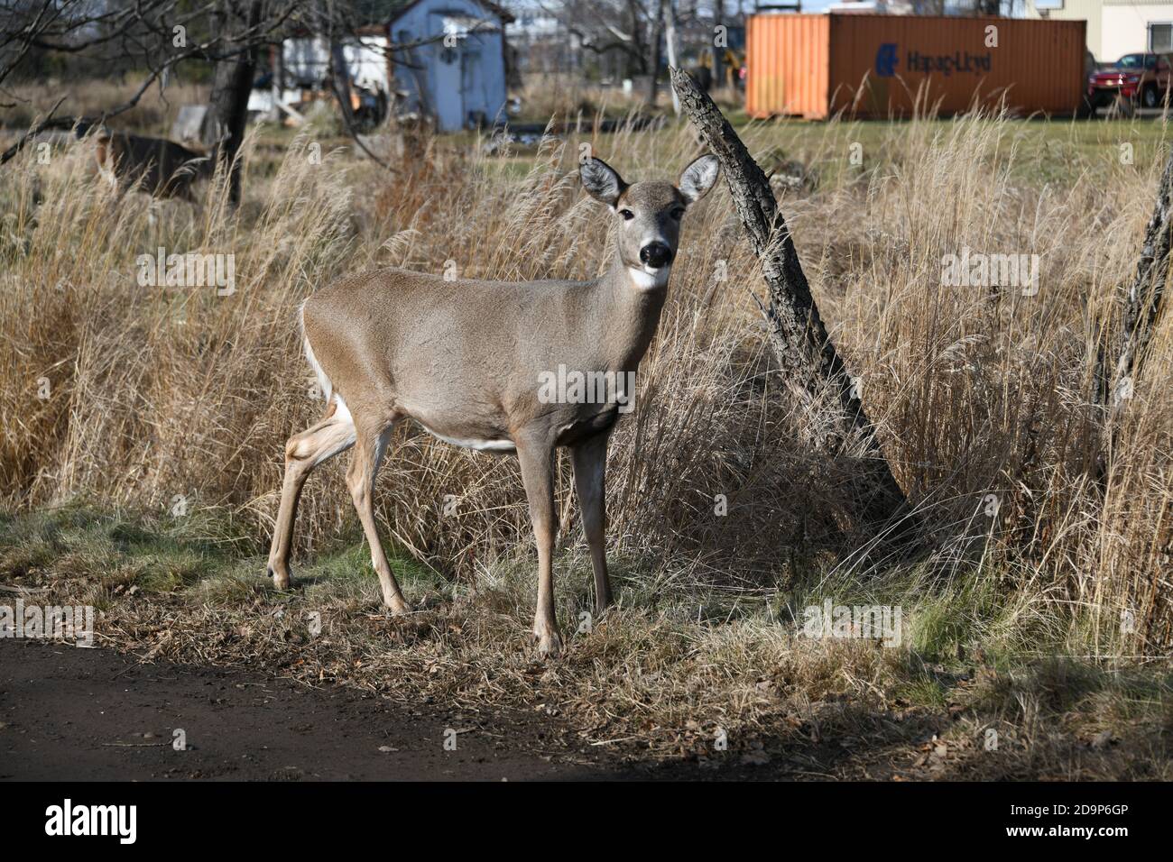 Vue latérale des jeunes cerfs se trouvant à côté de la route près de Mission Marsh, Thunder Bay, Ontario, Canada, Amérique du Nord. Banque D'Images