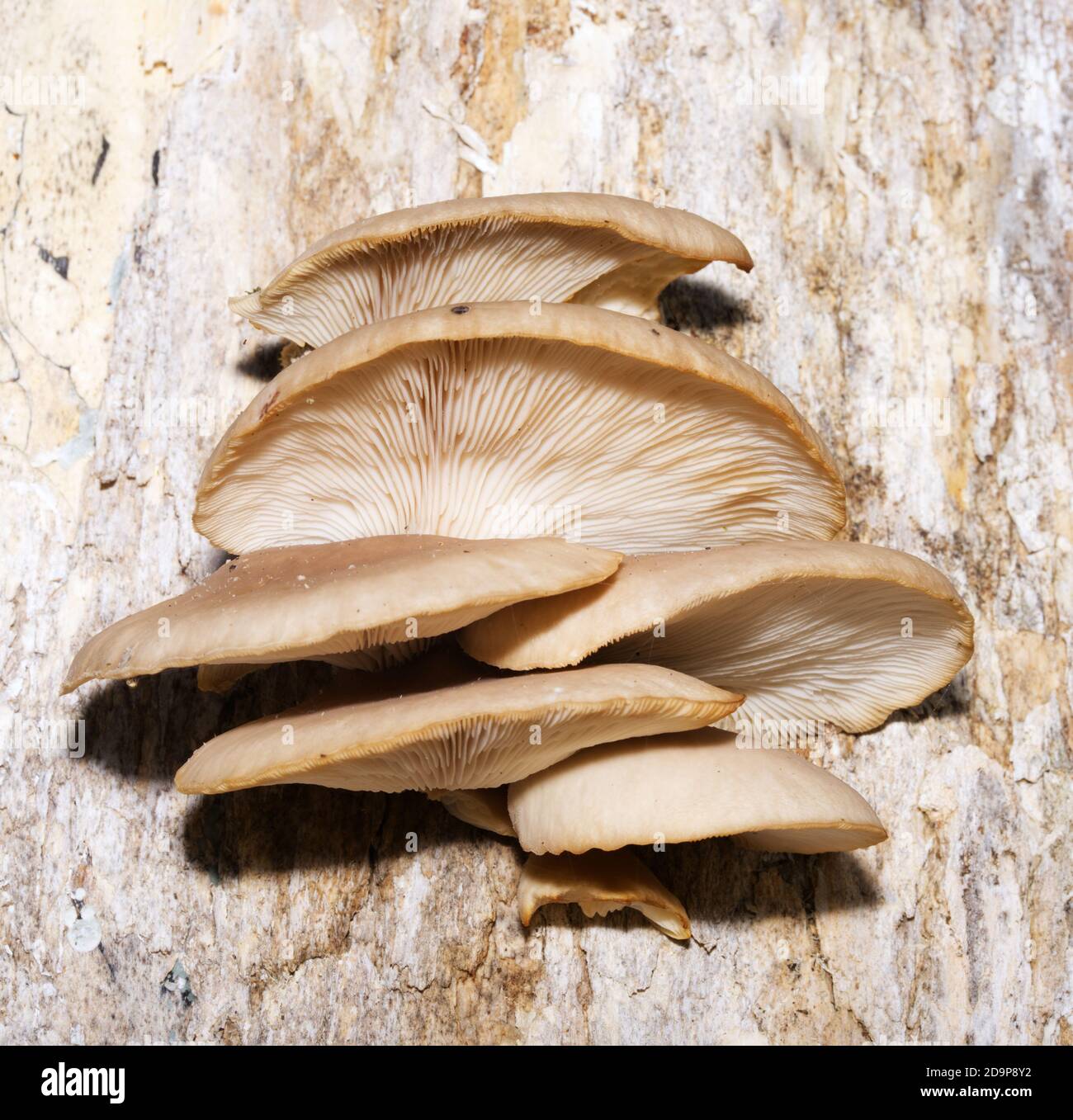 gros plan sur les champignons en macro Banque D'Images