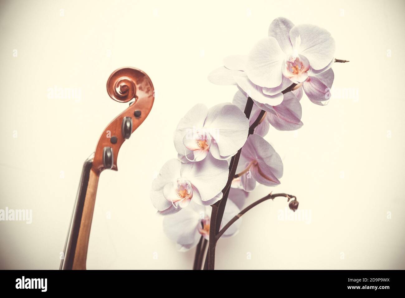 Fretboard de violon et fleur d'orchidée courbant sur fond blanc. Composition abstraite combinant la beauté de la nature et de l'art Banque D'Images