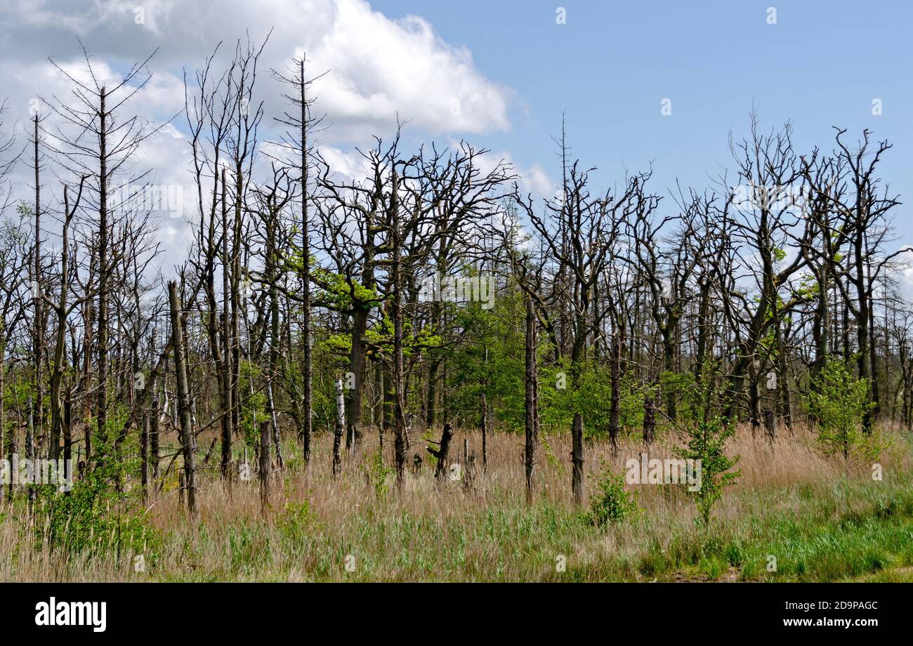 Forêt avec arbres morts brisés au parc national de la région de lagune de Poméranie occidentale près de Zingst, Allemagne Banque D'Images