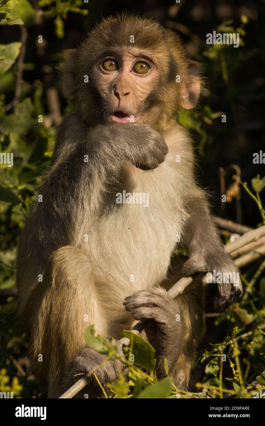 Rhesus Macaque Ou Macaca Mulatta Portrait De Bebe Singe Avec Drole Expression Faciale Au Parc National De Keoladeo Ghana Bharatpur Rajasthan Inde Photo Stock Alamy