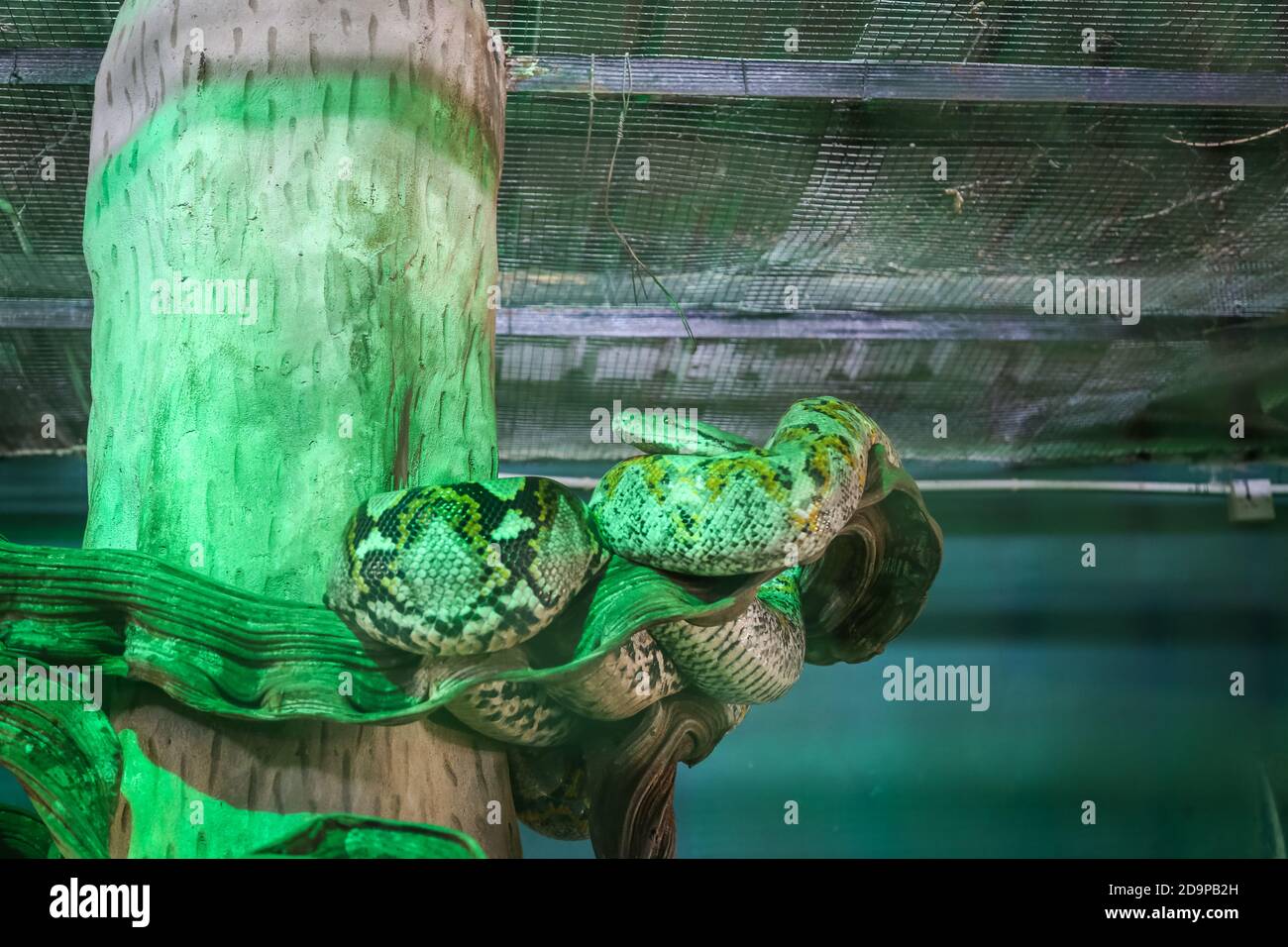 Phyton à l'intérieur d'une cage dans un zoo Banque D'Images