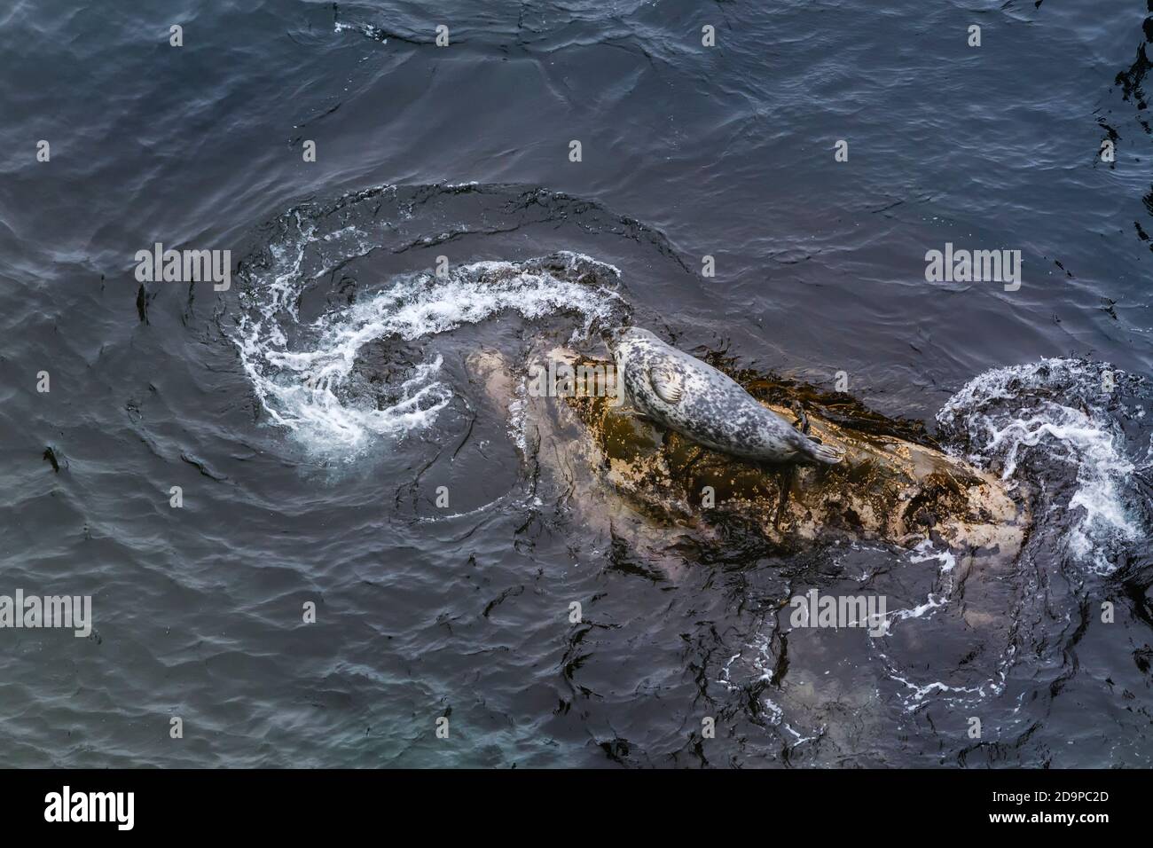 Phoque gris - Halichoerus grypus, grand mammifère de mer provenant des côtes marines de l'hémisphère Nord, Shetlands, Écosse, Royaume-Uni. Banque D'Images