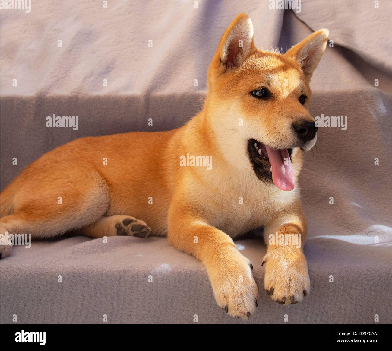 Le chiot Shiba Inu ressemble à un petit renard Banque D'Images