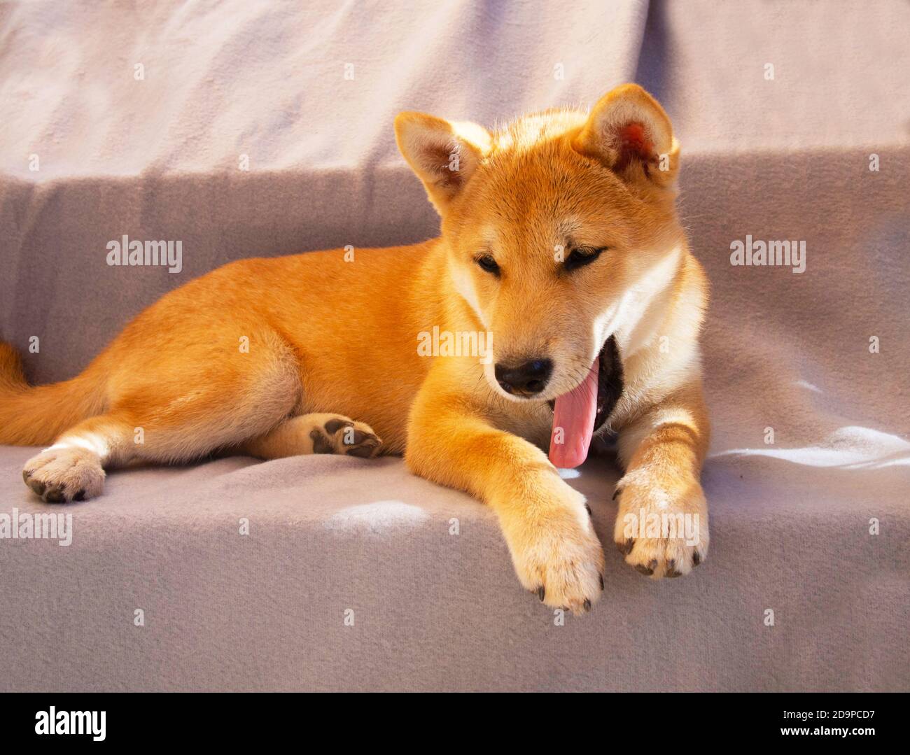 Le chiot Shiba Inu ressemble à un petit renard Banque D'Images