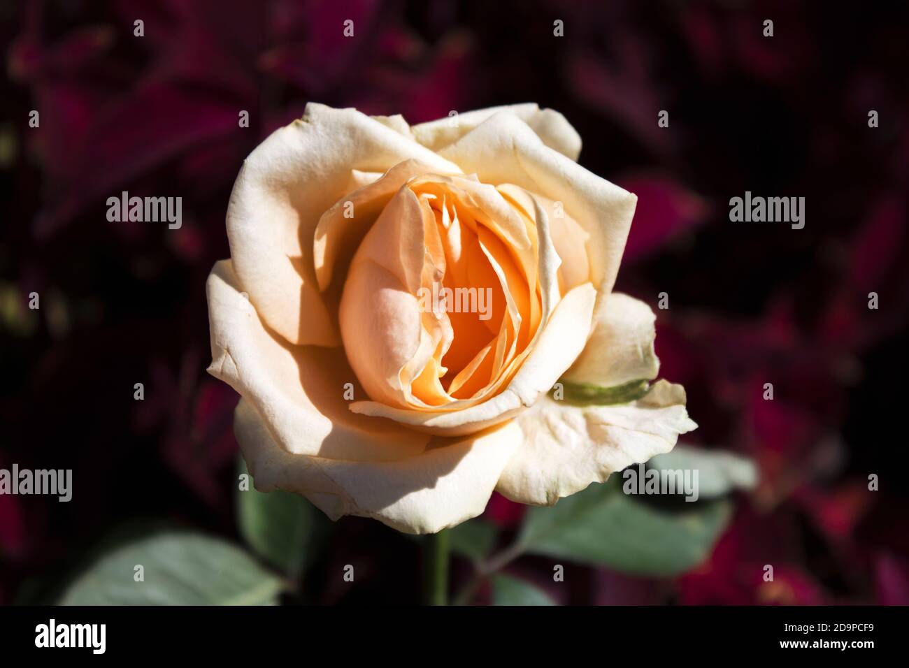 Rosa odorata. Rose jardin. Fond floral. Banque D'Images