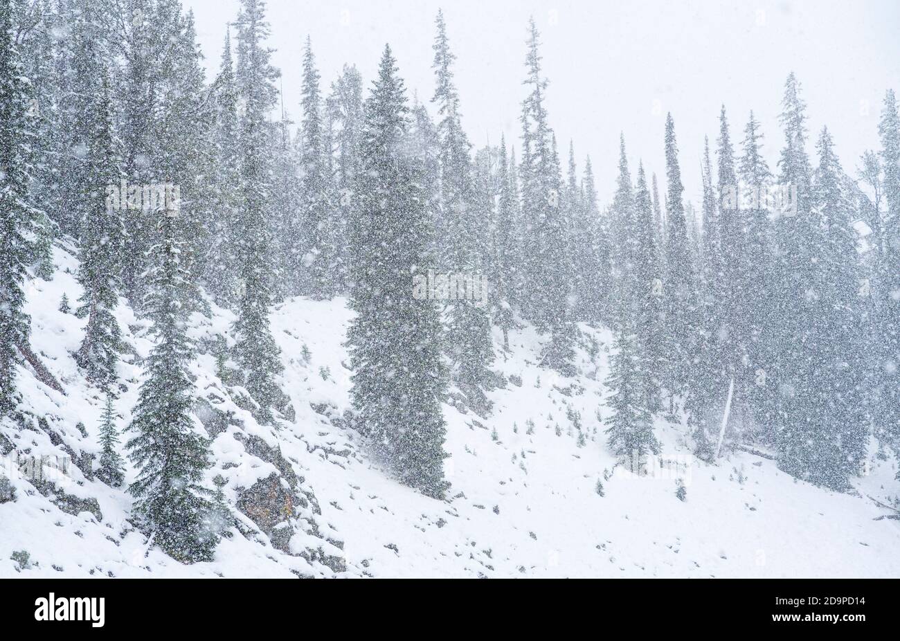 Neige, Kepler Cascades, parc national de Yellowstone, site classé au patrimoine mondial de l'UNESCO, Wyoming, États-Unis, Amérique Banque D'Images