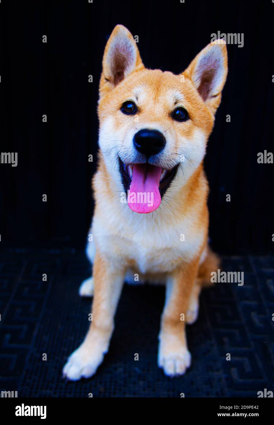 Le chiot Shiba Inu ressemble à un petit renard Banque D'Images