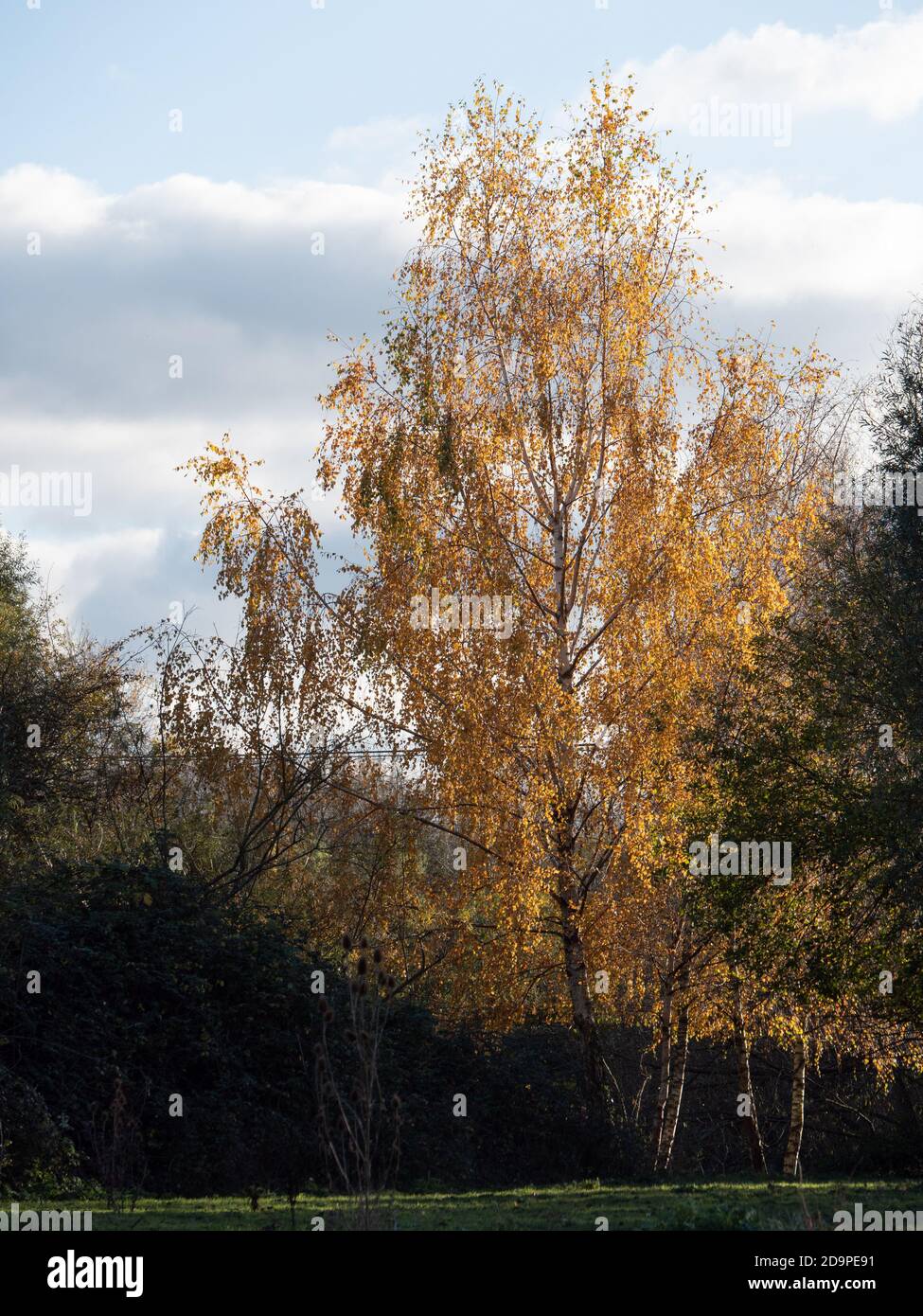 Un bouleau argenté illuminé en automne (Betula pendula) en format vertical Banque D'Images Un bouleau argenté illuminé en automne (Betula pendula) en format vertical Banque D'Images