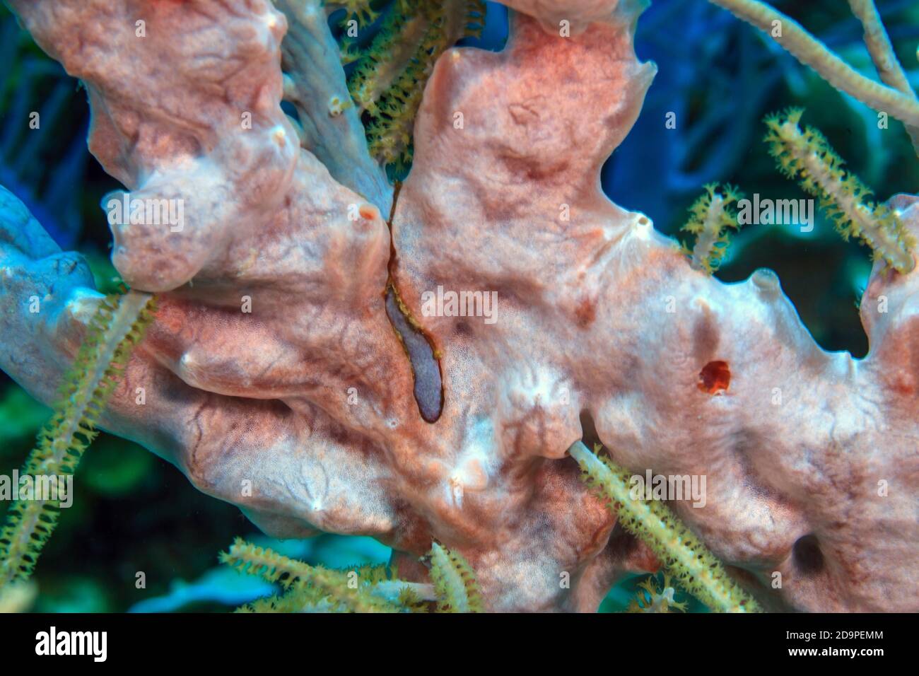 Éponge de corail des Caraïbes en gros plan Banque D'Images