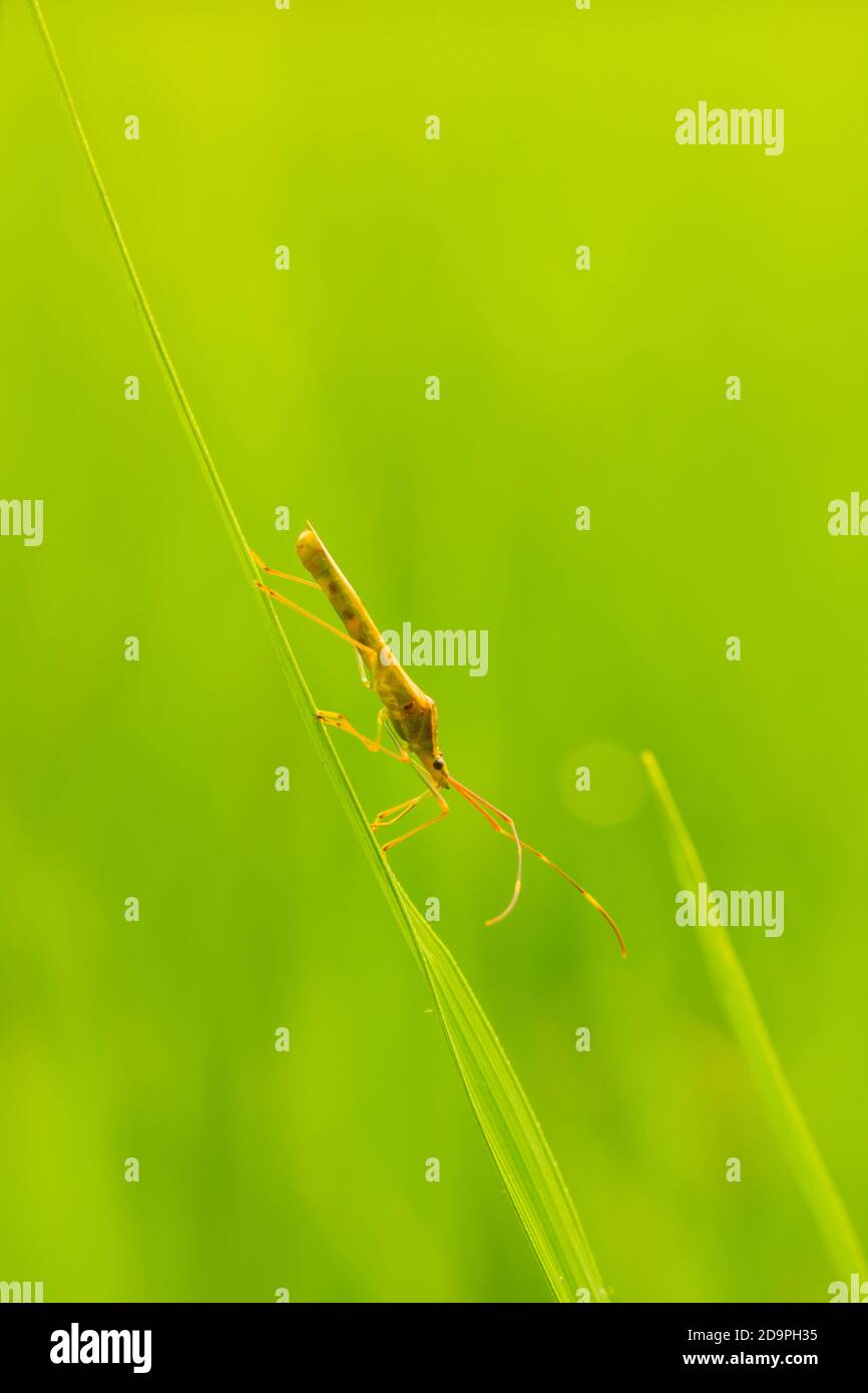 La insecte du riz monte sur la feuille de riz, dans la journée. Banque D'Images