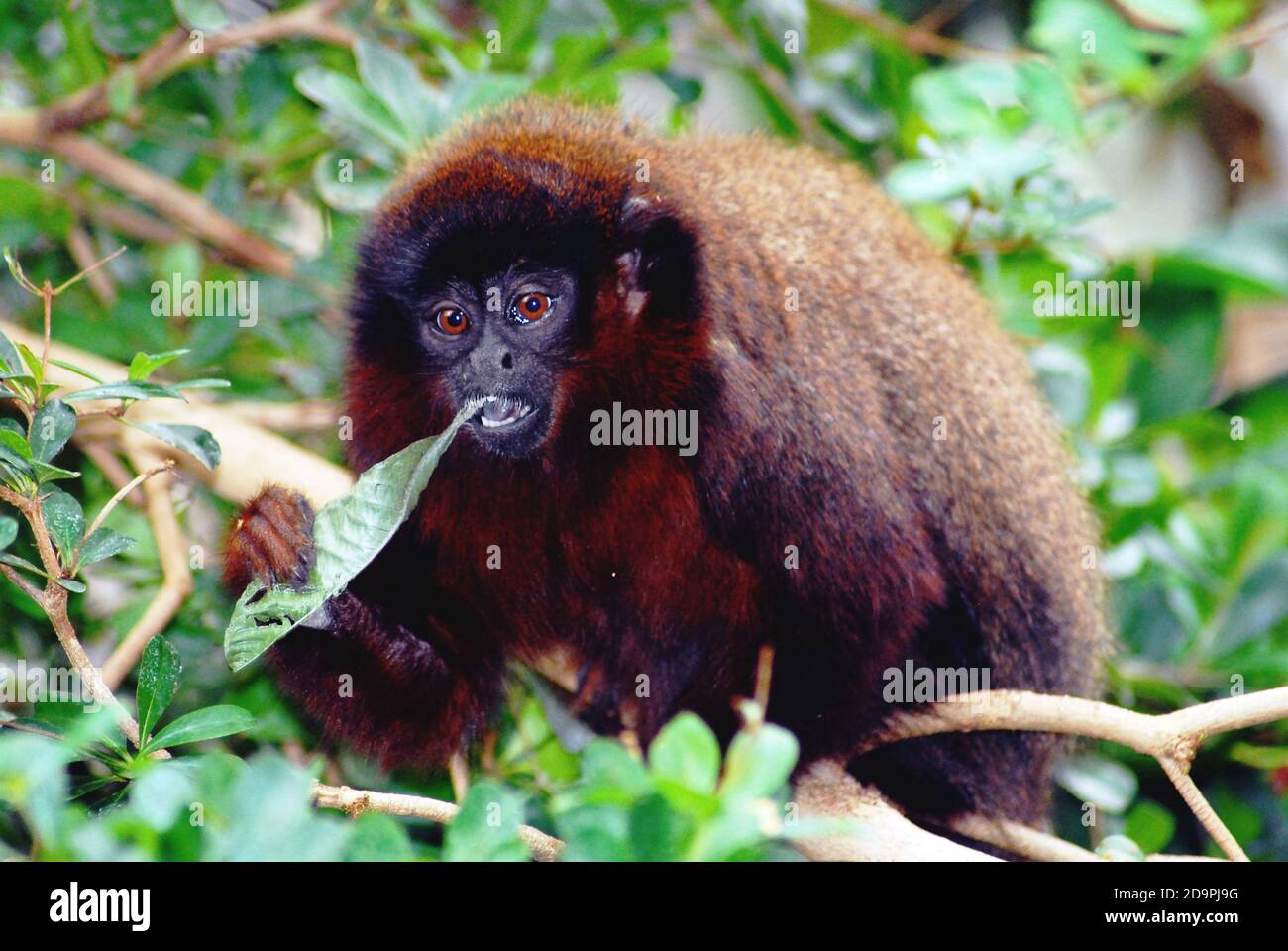 Singe Titi rouge, également connu sous le nom de Titi Coppery (Callicebus cupreus, également inscrit sous le nom de Plucirocebus cupreus) en voie de disparition en Amérique du Sud, primate du Nouveau monde. Banque D'Images