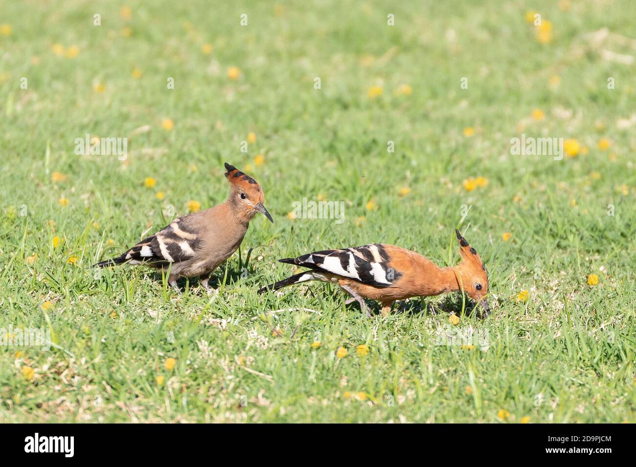 Hoopoe africain (Upupa epops africana) naissant avec l'adulte, Robertson, Western Cape, Afrique du Sud au printemps Banque D'Images