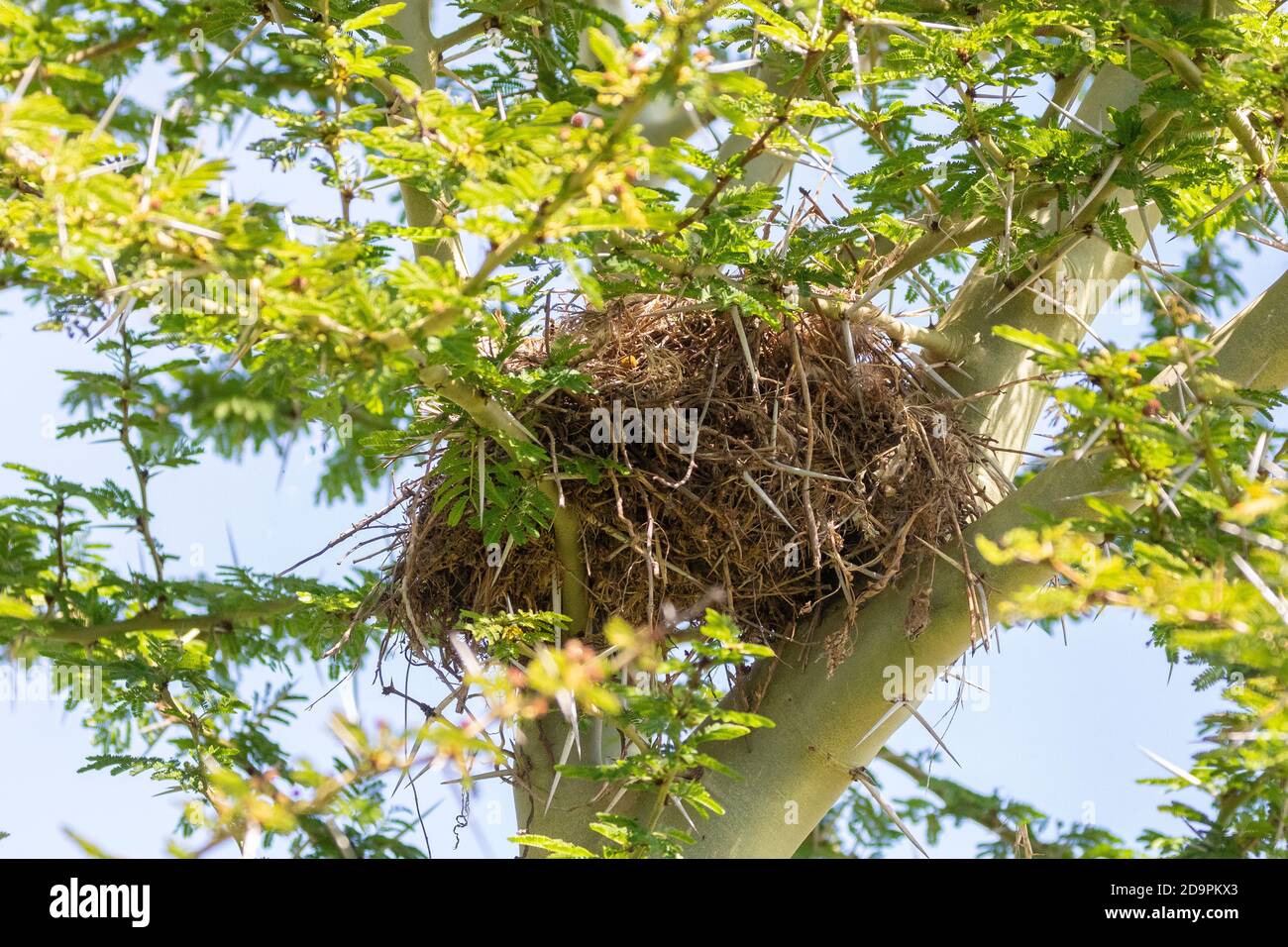 Nid d'un Bruant du Cap (Passer melanurus) fabriqué à partir de matériel végétal dans un arbre de fièvre (Vachellia xanthophloea) Cap occidental, Afrique du Sud Banque D'Images