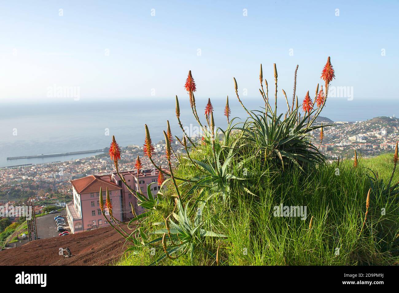 Fleur tropicale rouge à Funchal, Madère, Portugal Banque D'Images