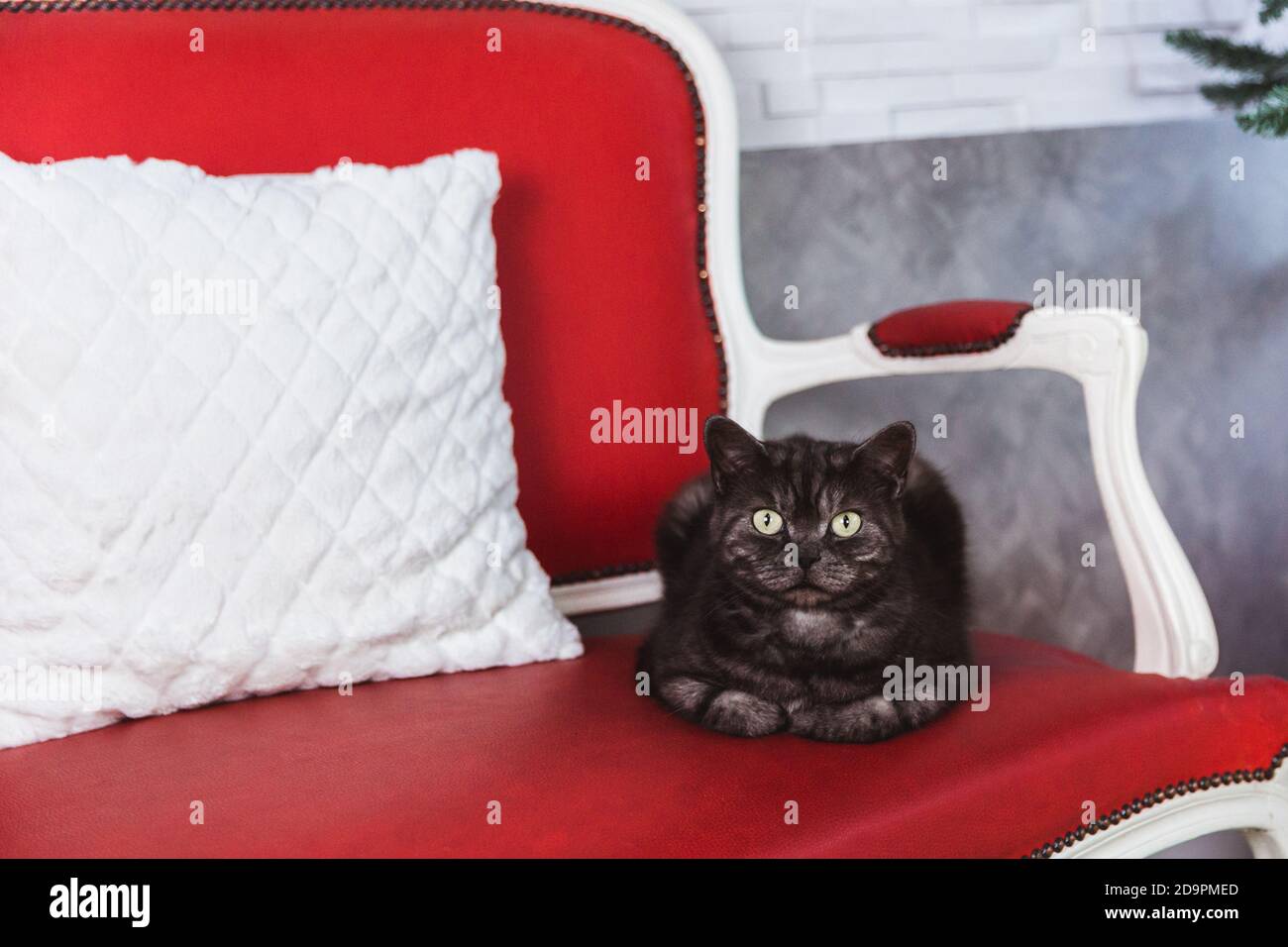 Le chat de race britannique est coloré gris-fumé sur un canapé rouge Banque D'Images