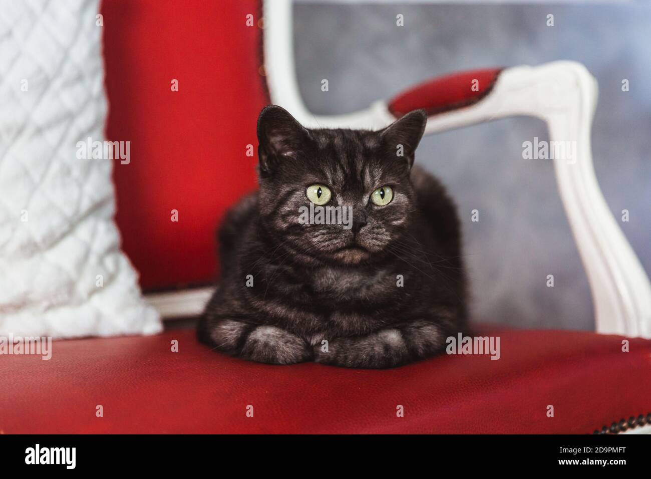 Le chat de race britannique est coloré gris-fumé sur un canapé rouge Banque D'Images