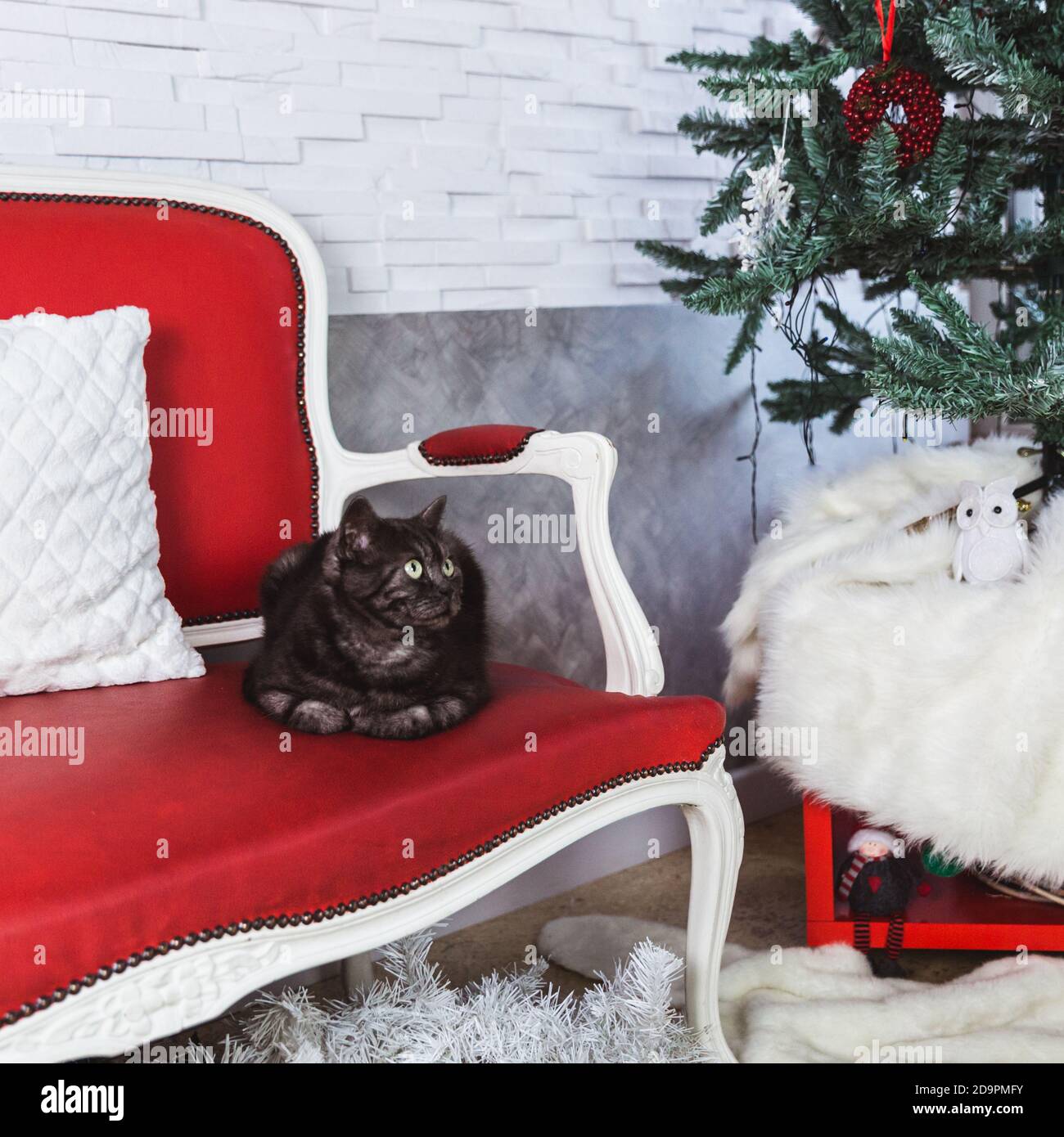 Le chat de race britannique est coloré gris-fumé sur un canapé rouge Banque D'Images