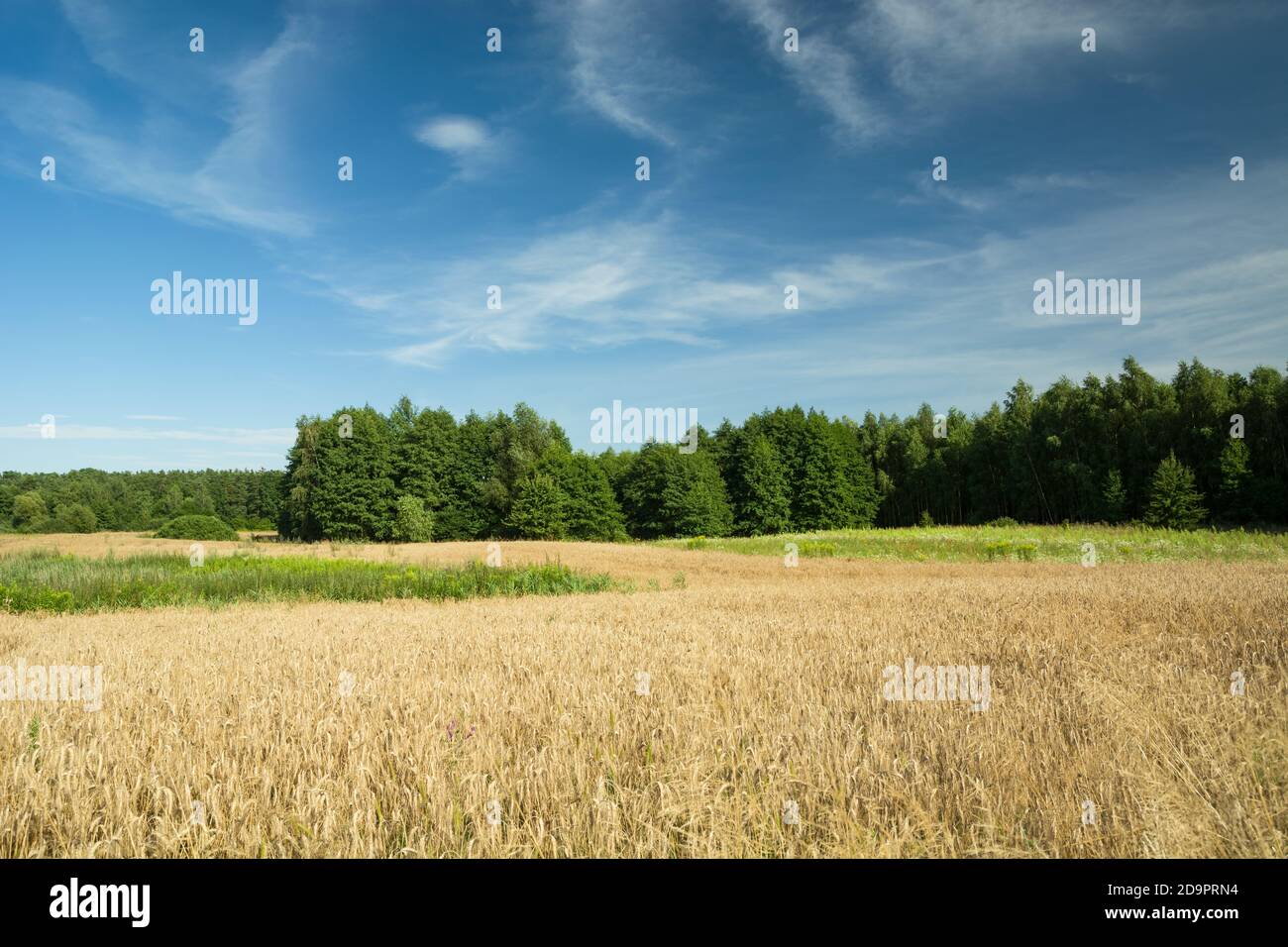 Champ au grain doré, forêt verte et ciel bleu Banque D'Images