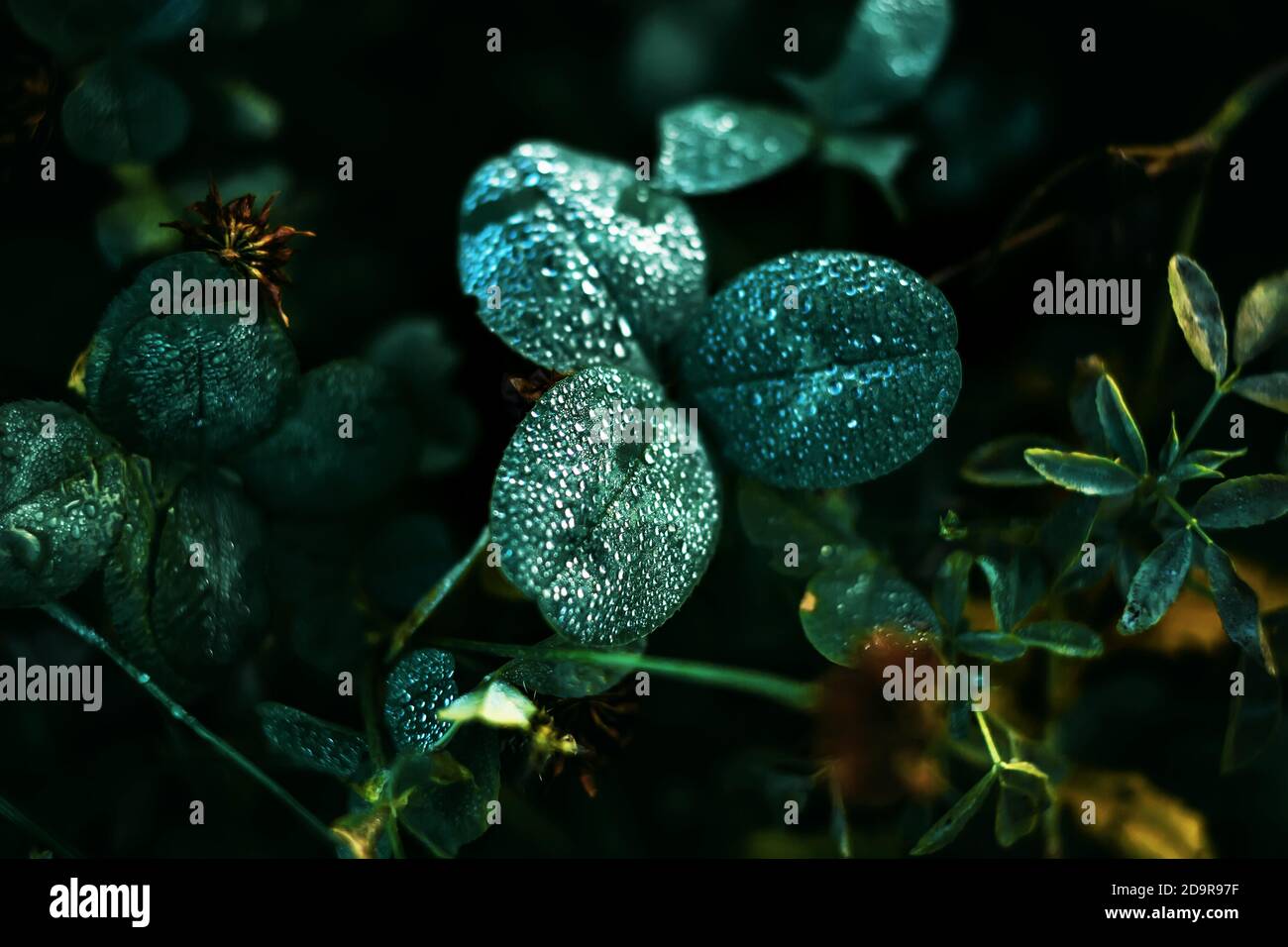 Sur les feuilles de trèfle sauvage et de graminées de champ se trouvent de petites gouttes brillantes de rosée pure en début de matinée. Pluie. Banque D'Images