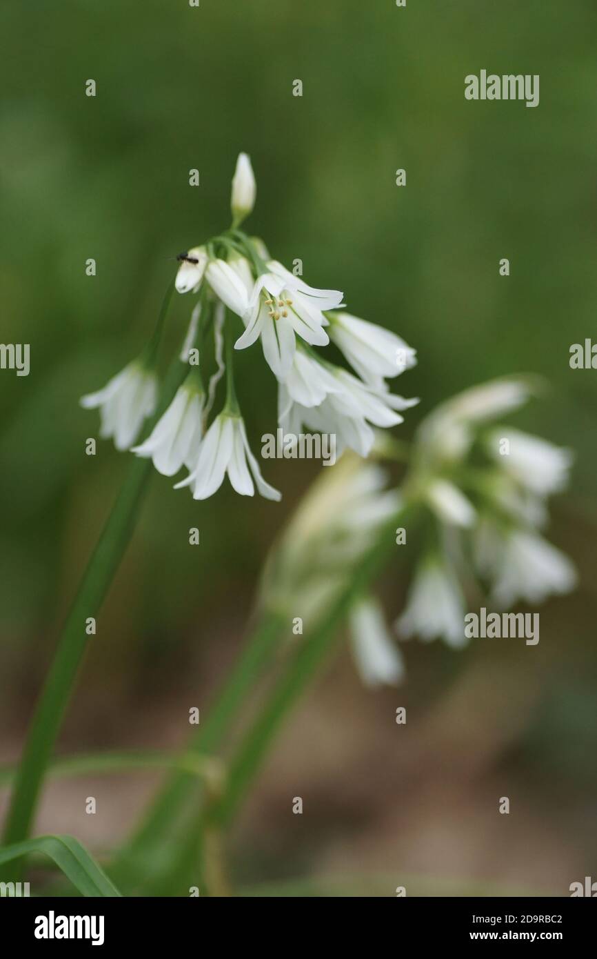 L'Allium triquetrum Banque D'Images