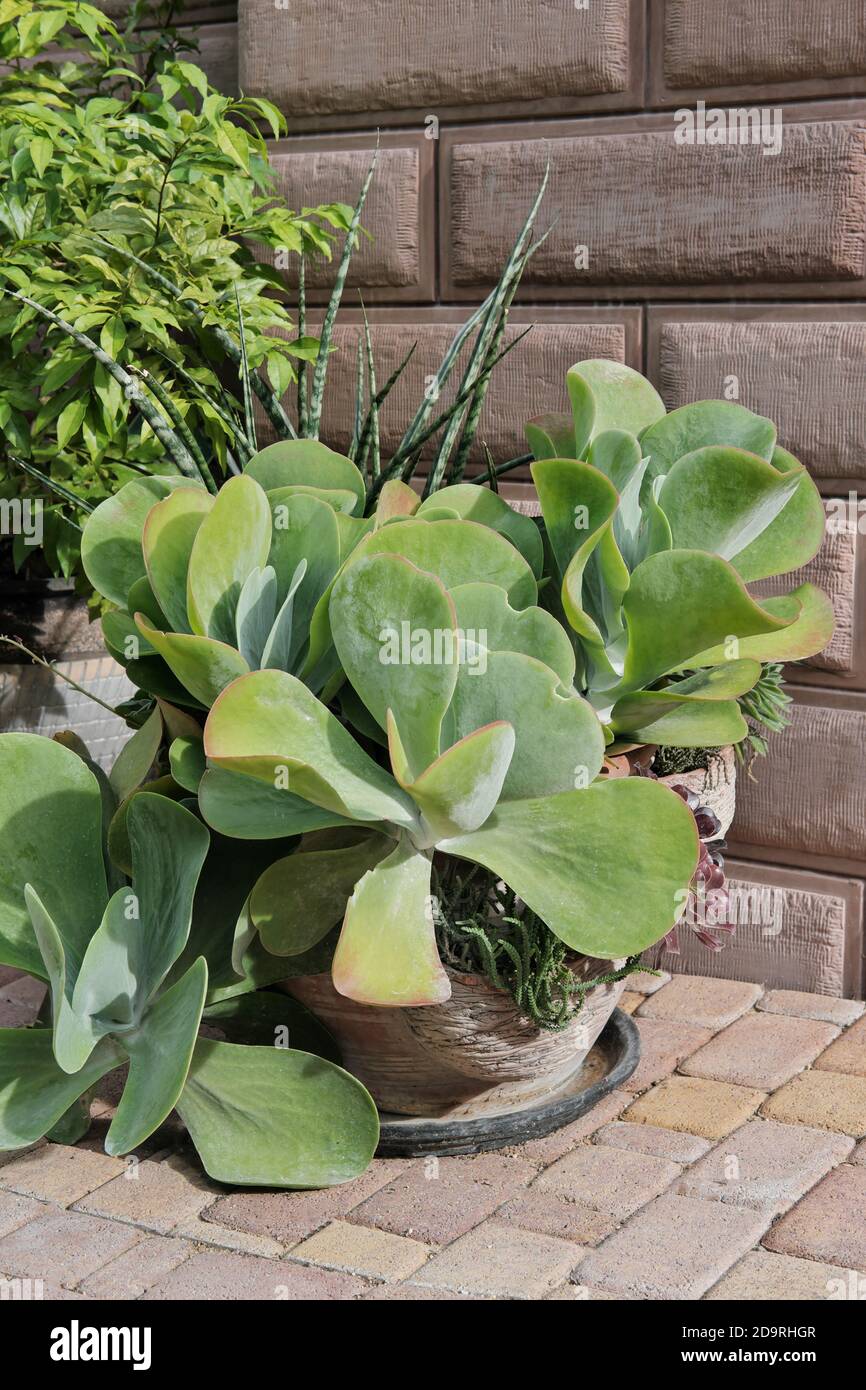 plantes succulentes géantes poussant à l'extérieur dans un grand pot de  fleurs du sud. décor vert de rue. taille verticale Photo Stock - Alamy