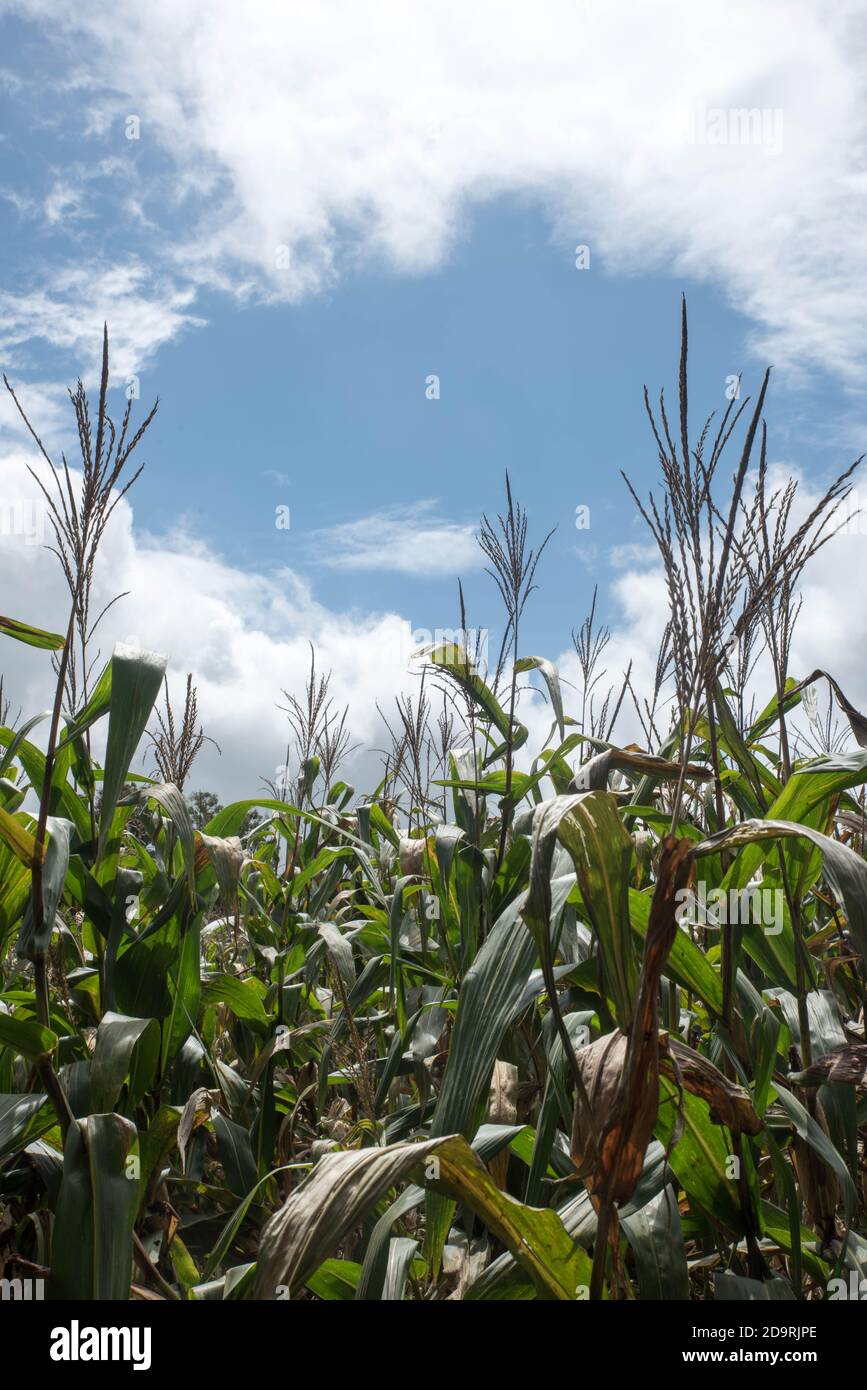 Plantation de maïs vert en été Banque D'Images