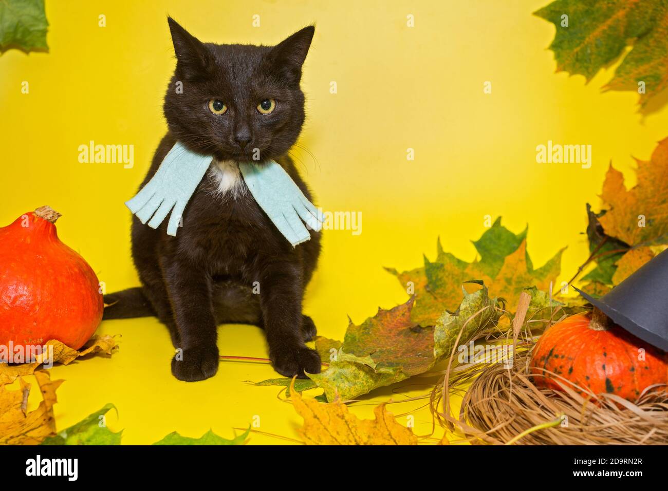 Magnifique chaton noir avec feuilles d'automne sur Halloween Banque D'Images