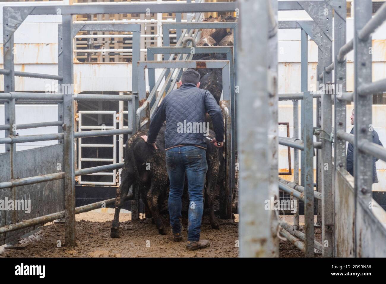 Cork, Irlande. 7 novembre 2020. L'exportation de bétail vers la Libye s'est poursuivie aujourd'hui avec 2,000 jeunes taureaux chargés sur le porte-bétail 'Sarah M'. Curzon Livestock exporte régulièrement du bétail vers la Libye, le voyage prenant environ 10 jours. Le 'Sarah M' sort à 23.30 heures ce soir. Le ministère de l'Agriculture et un vétérinaire irlandais et libyen étaient présents au chargement d'aujourd'hui. Crédit : AG News/Alay Live News Banque D'Images