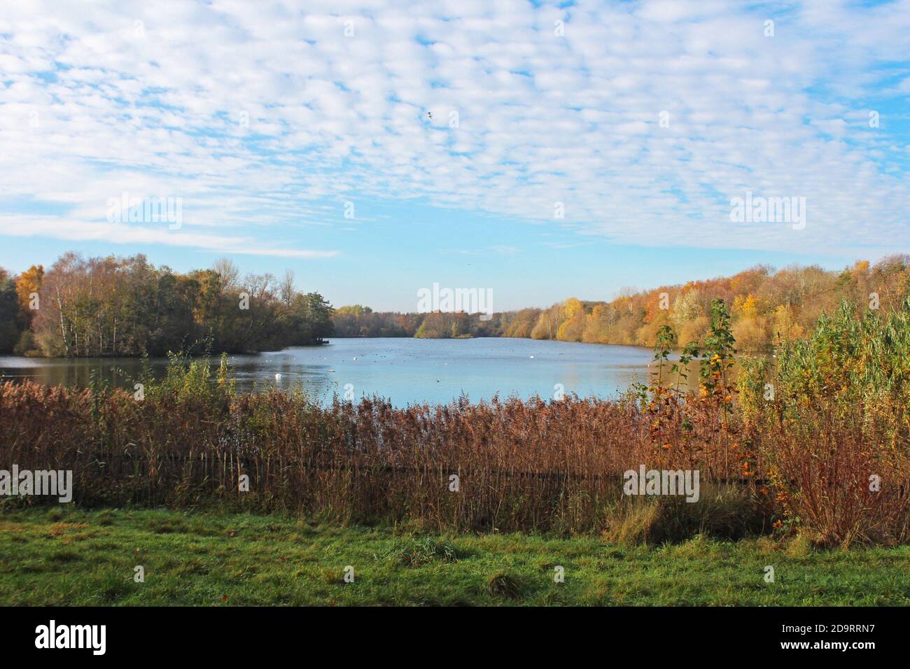 Magnifique paysage du parc aquatique Chorlton en Angleterre, grand lac bleu calme, ciel bleu, buissons d'automne et arbres sur les rives Banque D'Images
