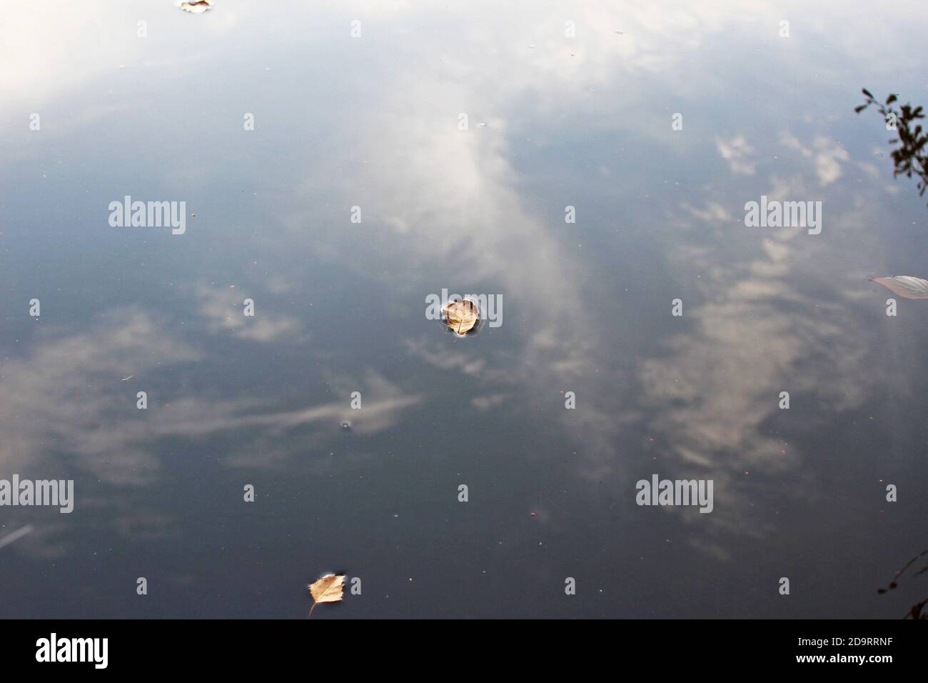 Feuille d'automne flottante isolée sur l'eau dans un lac/étang avec un reflet du ciel à Manchester, en Angleterre Banque D'Images