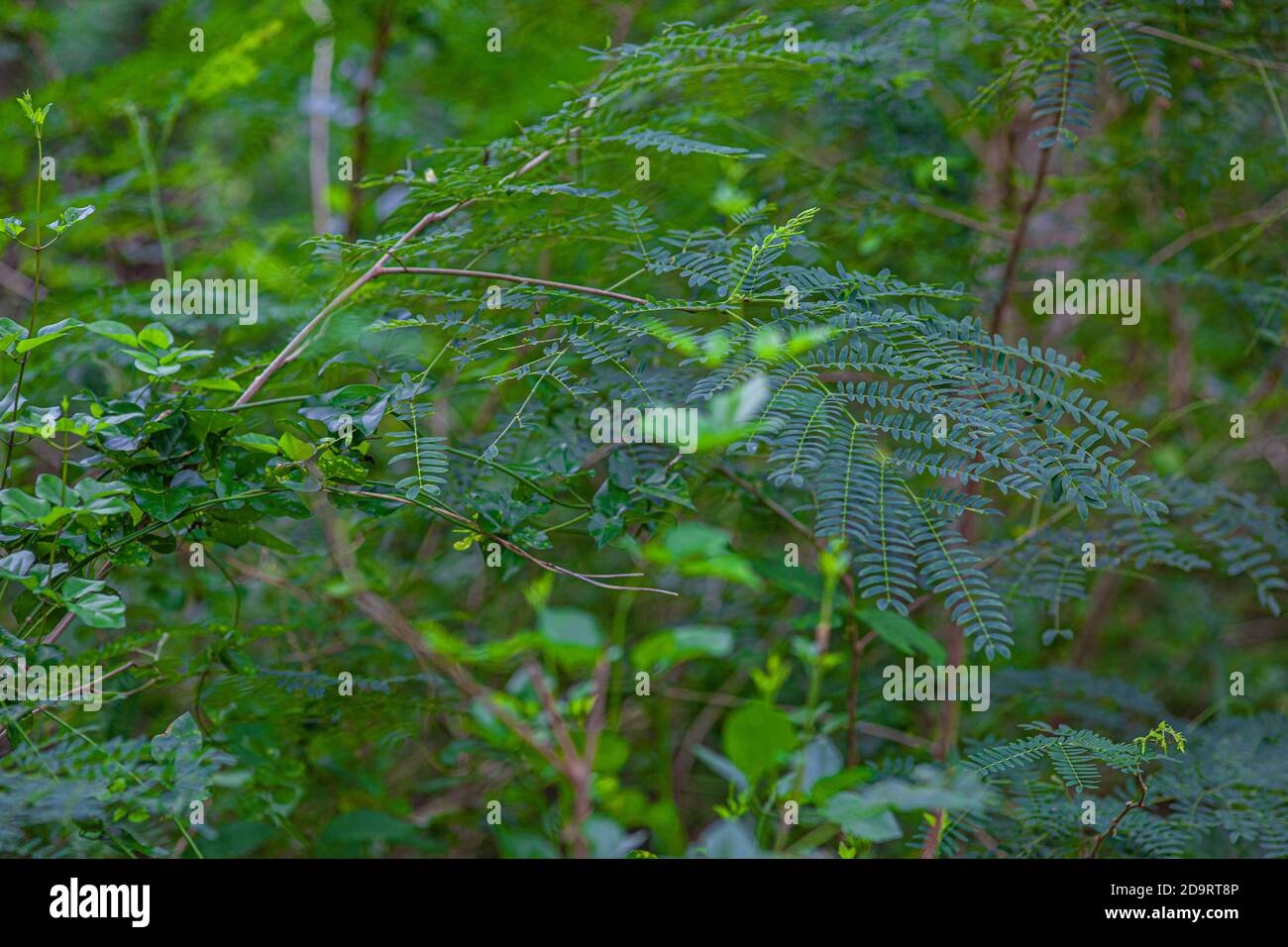 Détail des fougères prises avec un objectif macro dans le Forêt tropicale en République dominicaine Banque D'Images