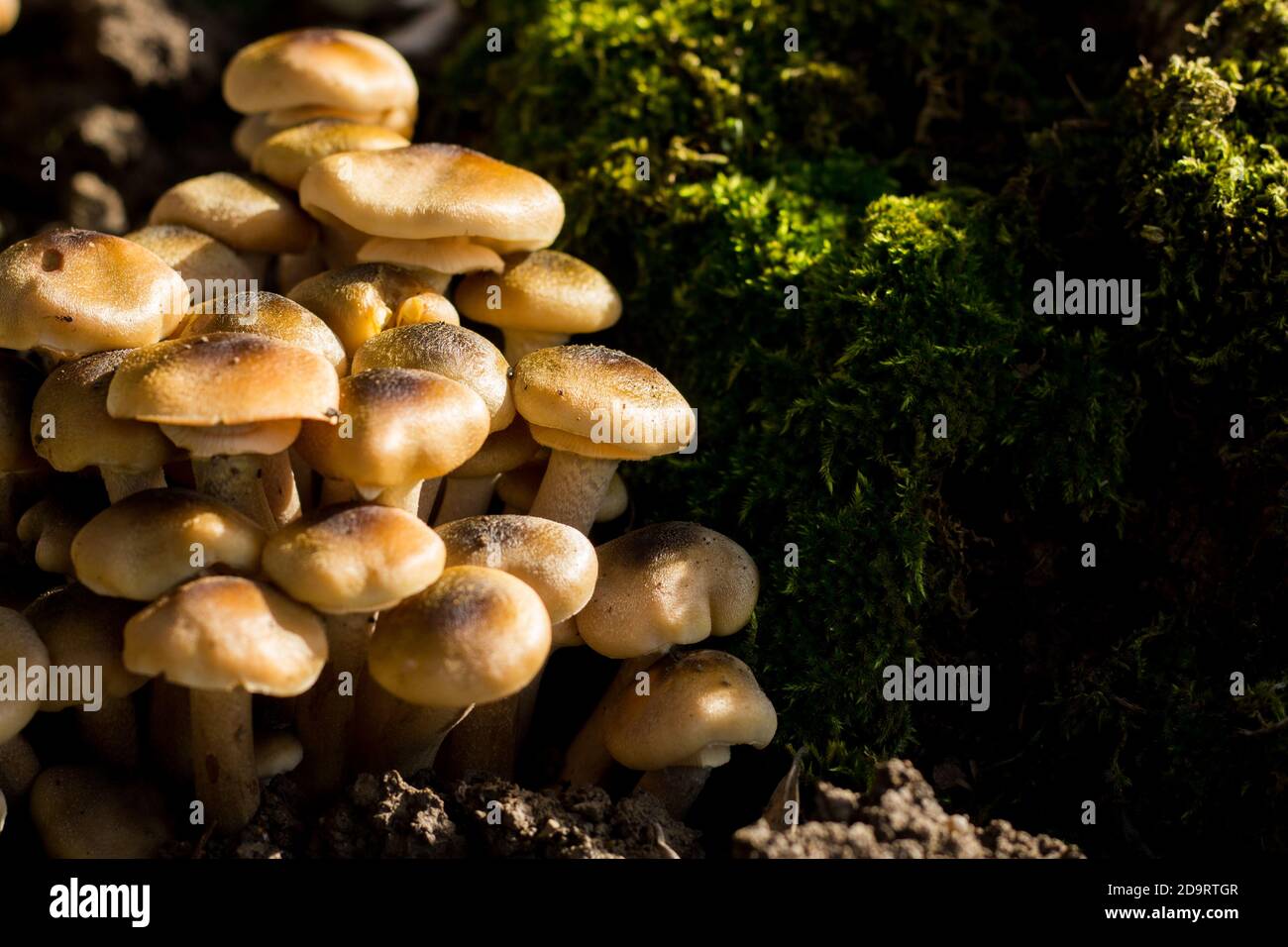 Champignons Pioppini avec mousse en arrière-plan. Gros plan de champignons naturels Banque D'Images