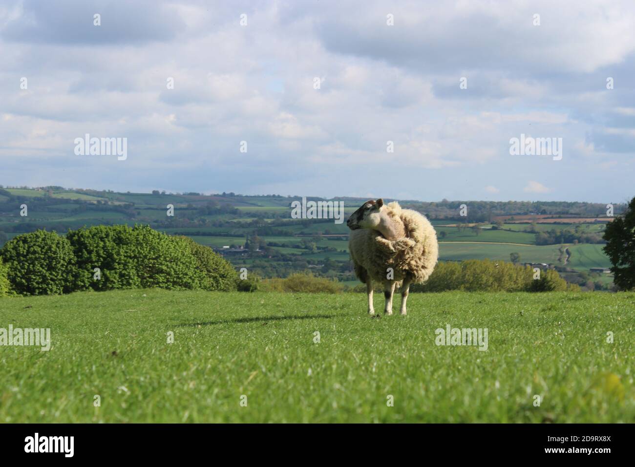 Moutons de Cotswold Banque D'Images
