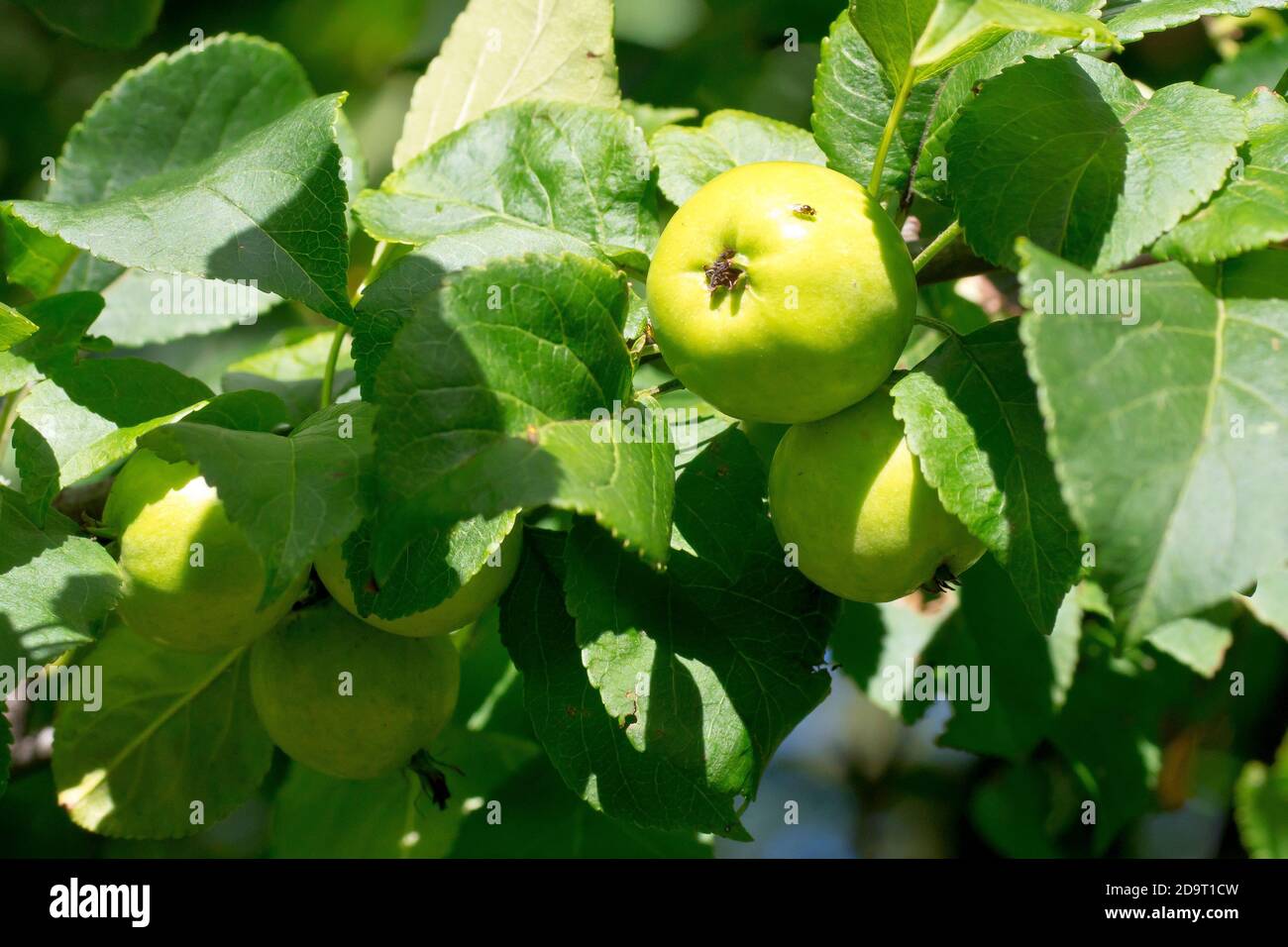 Pomme de crabe (malus sylvestris), gros plan des petits fruits au goût aigre produits par la version sauvage de l'arbre. Banque D'Images